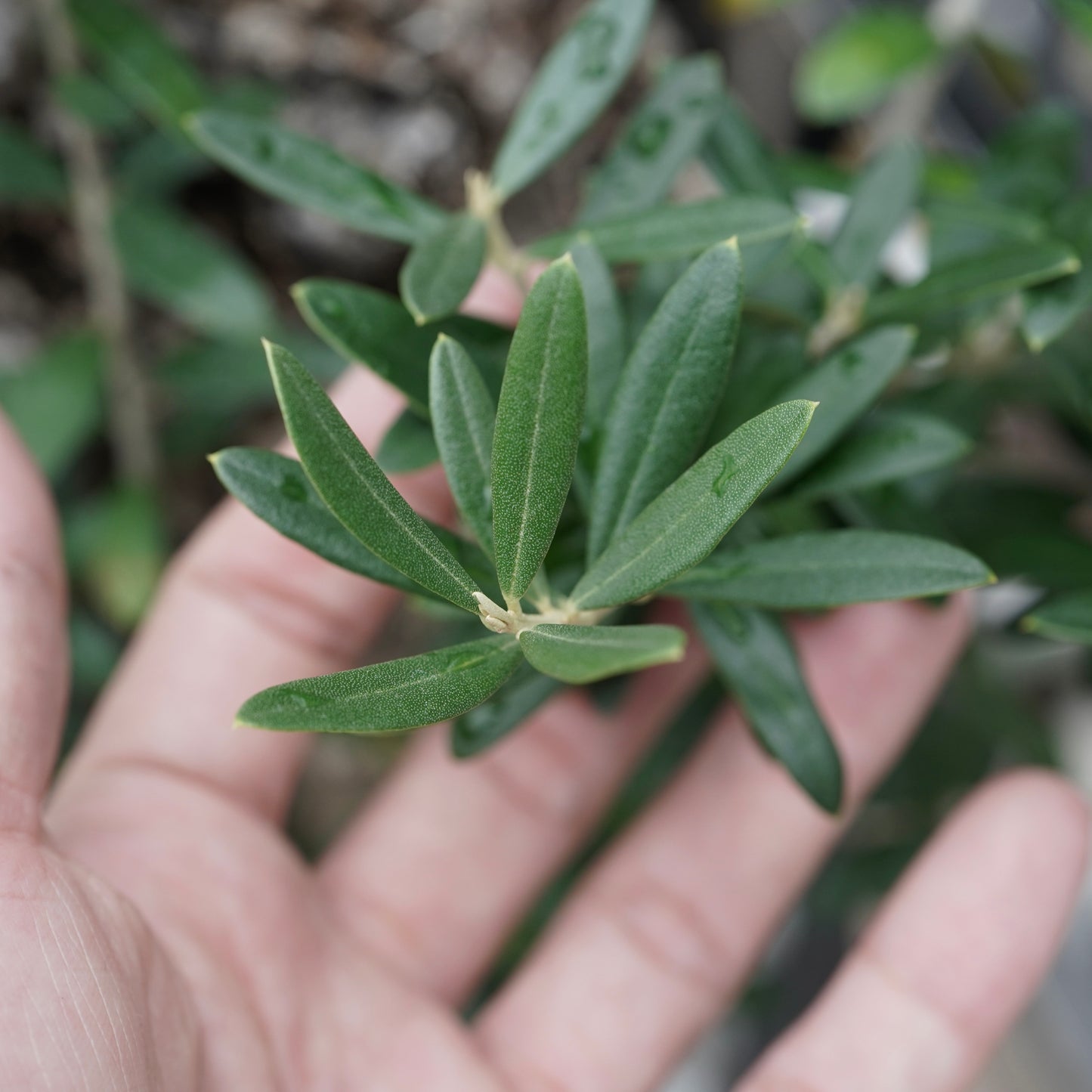 Old olive × fang 古木オリーブ