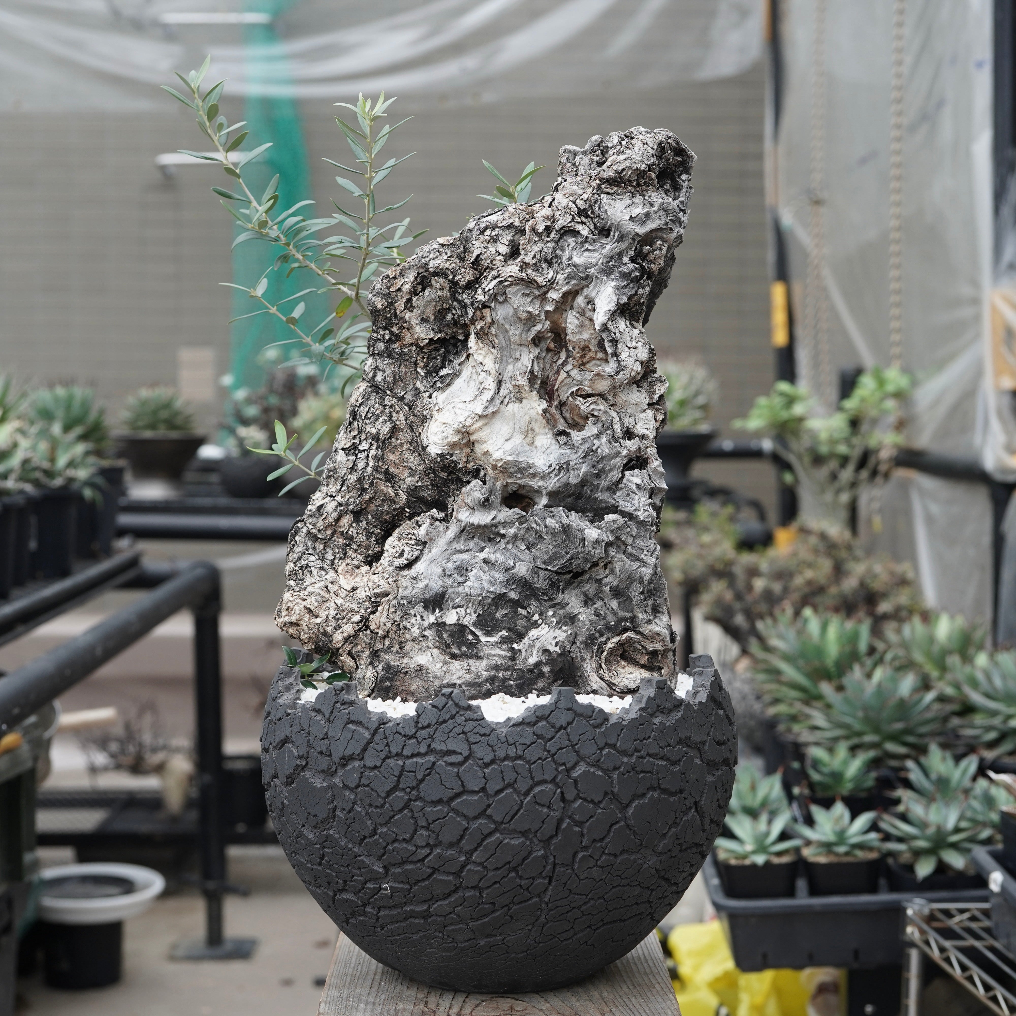 Old olive × fang 古木オリーブ – ELBAZ GREEN STORE