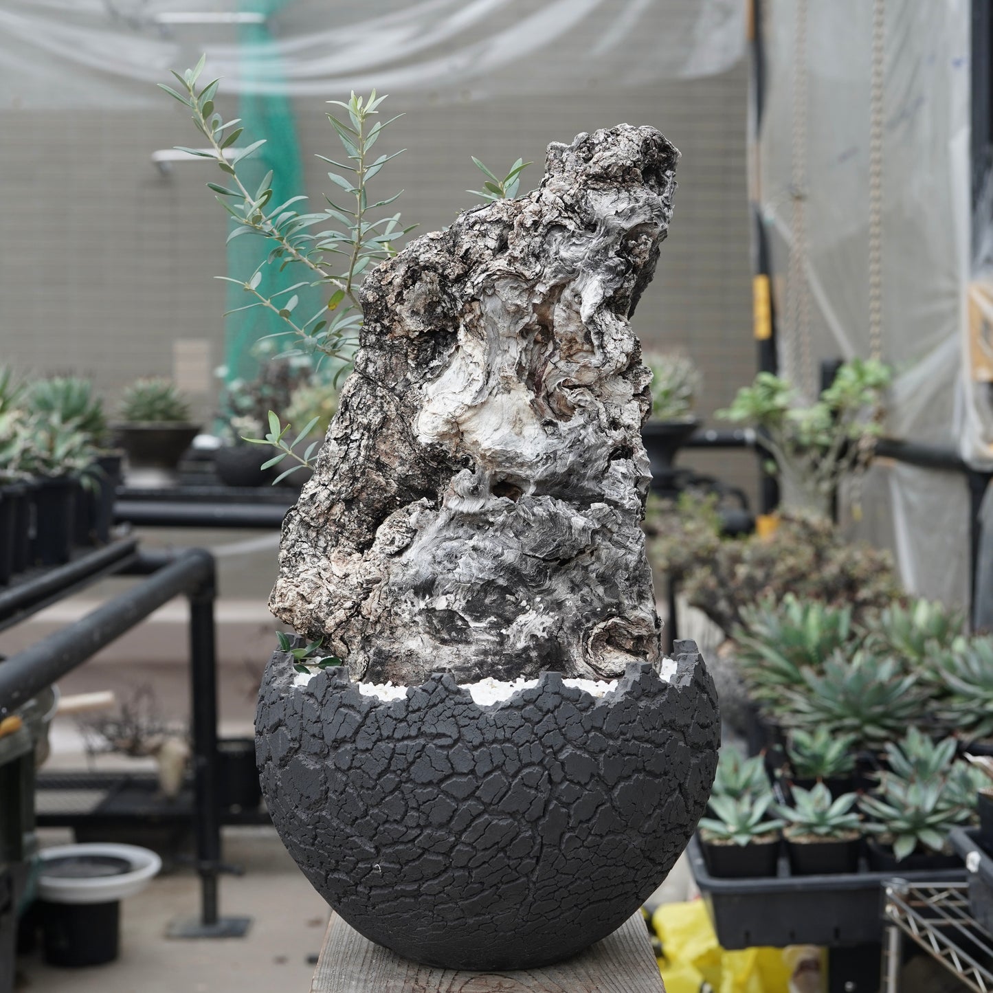 Old olive × fang 古木オリーブ