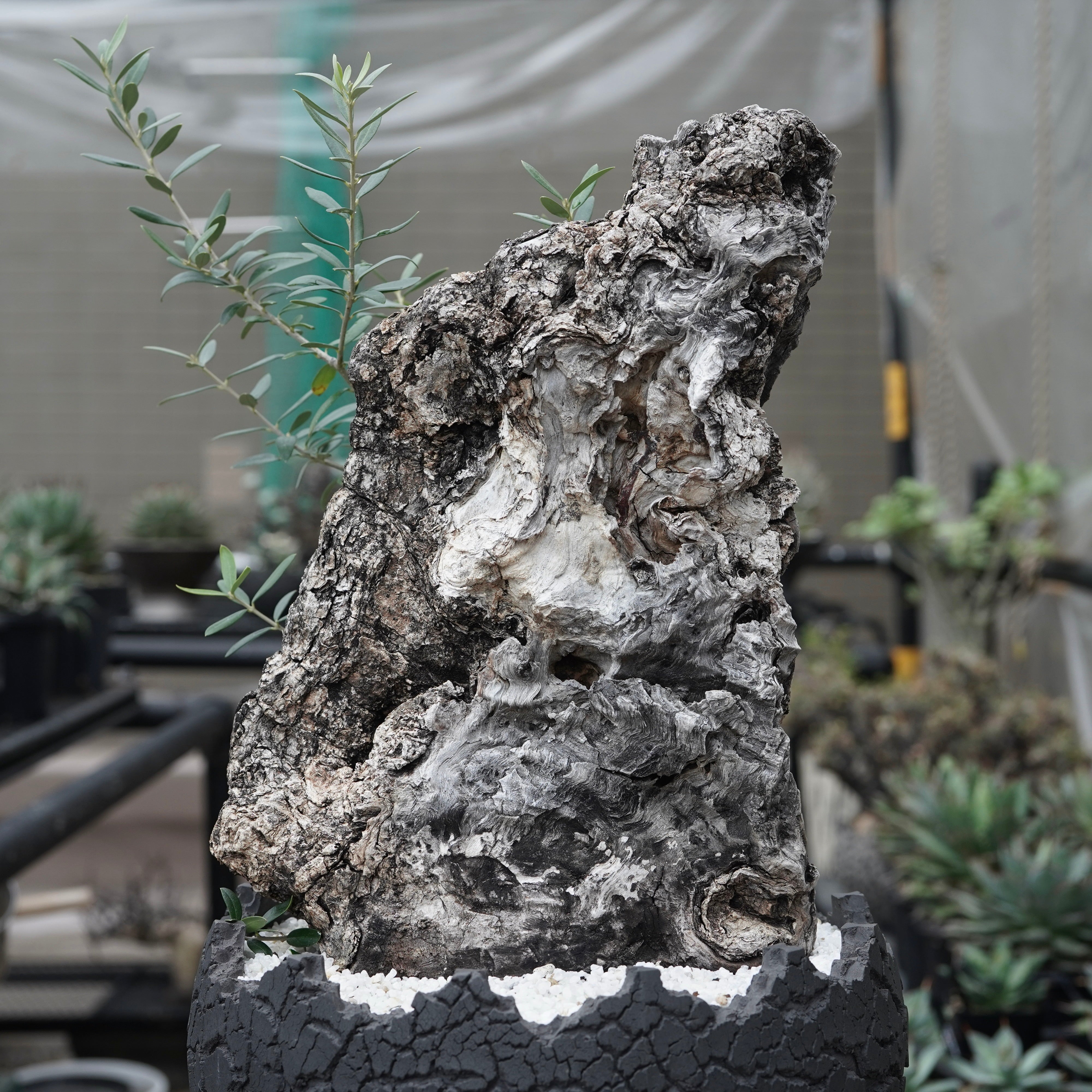 Old olive × fang 古木オリーブ – ELBAZ GREEN STORE