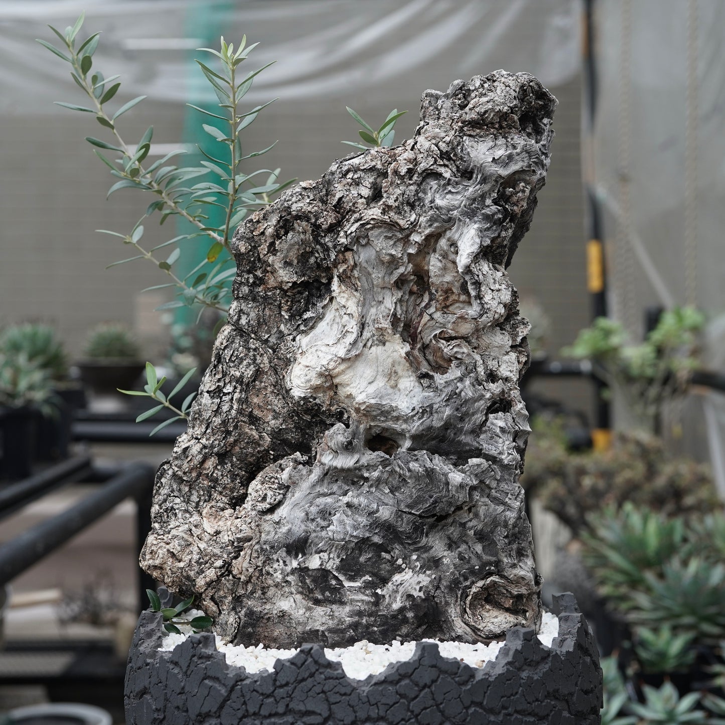 Old olive × fang 古木オリーブ