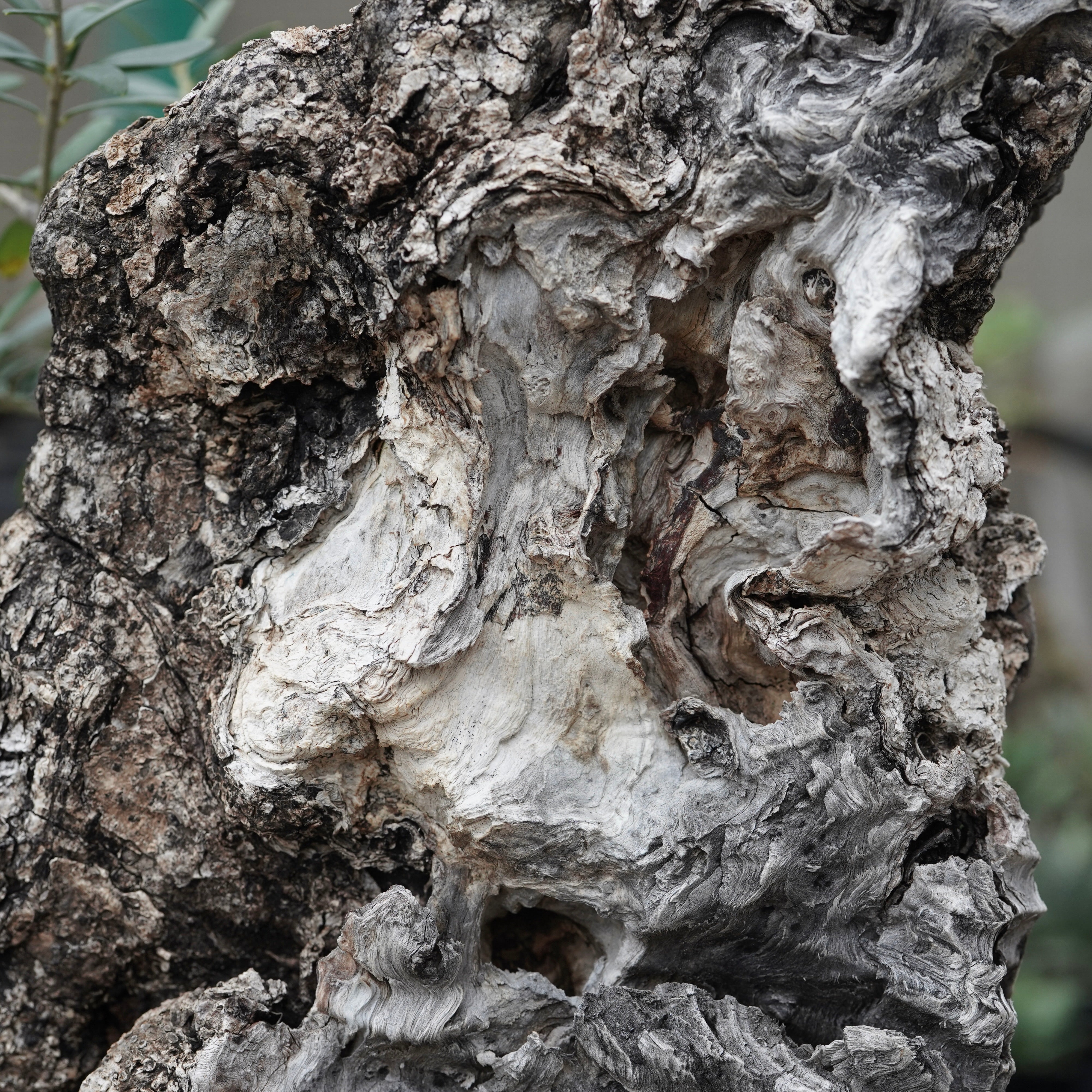 Old olive × fang 古木オリーブ – ELBAZ GREEN STORE