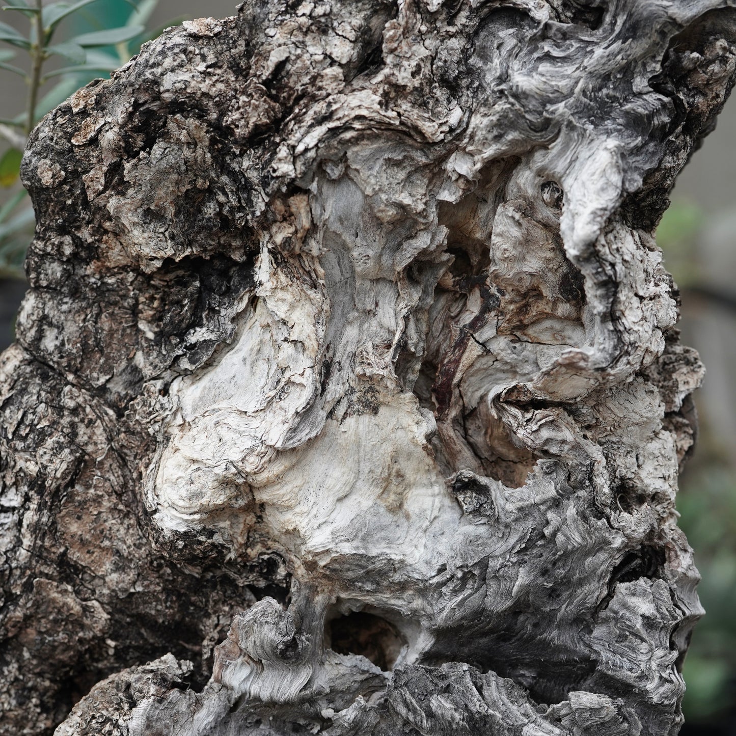 Old olive × fang 古木オリーブ