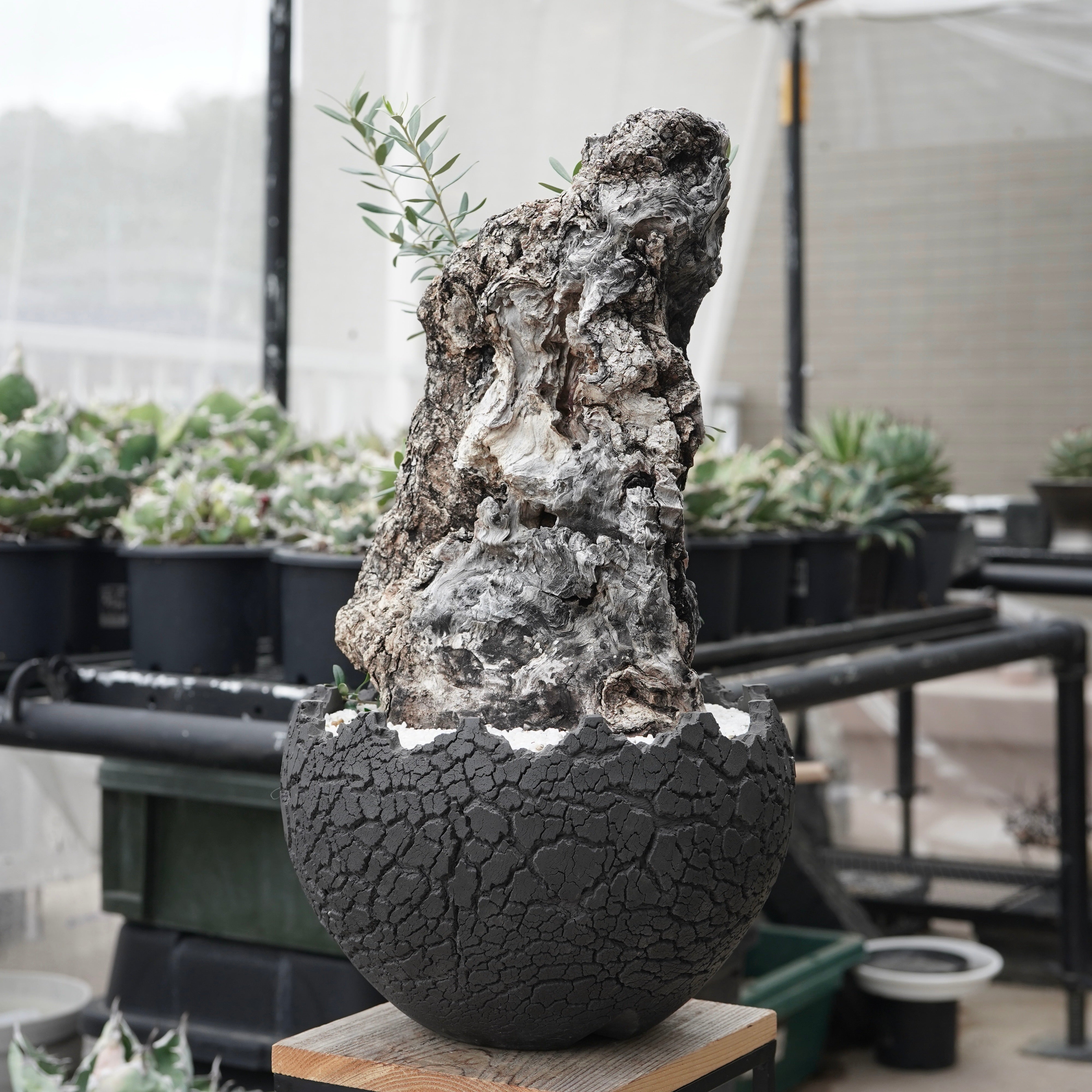 ★☺︎⭐︎☺︎★...& BUHI　オリーブの木　古木　螺旋　10号 Old olive × fang 古木オリーブ – ELBAZ GREEN STORE