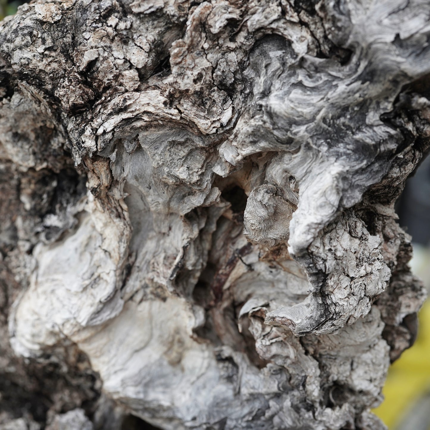 Old olive × fang 古木オリーブ