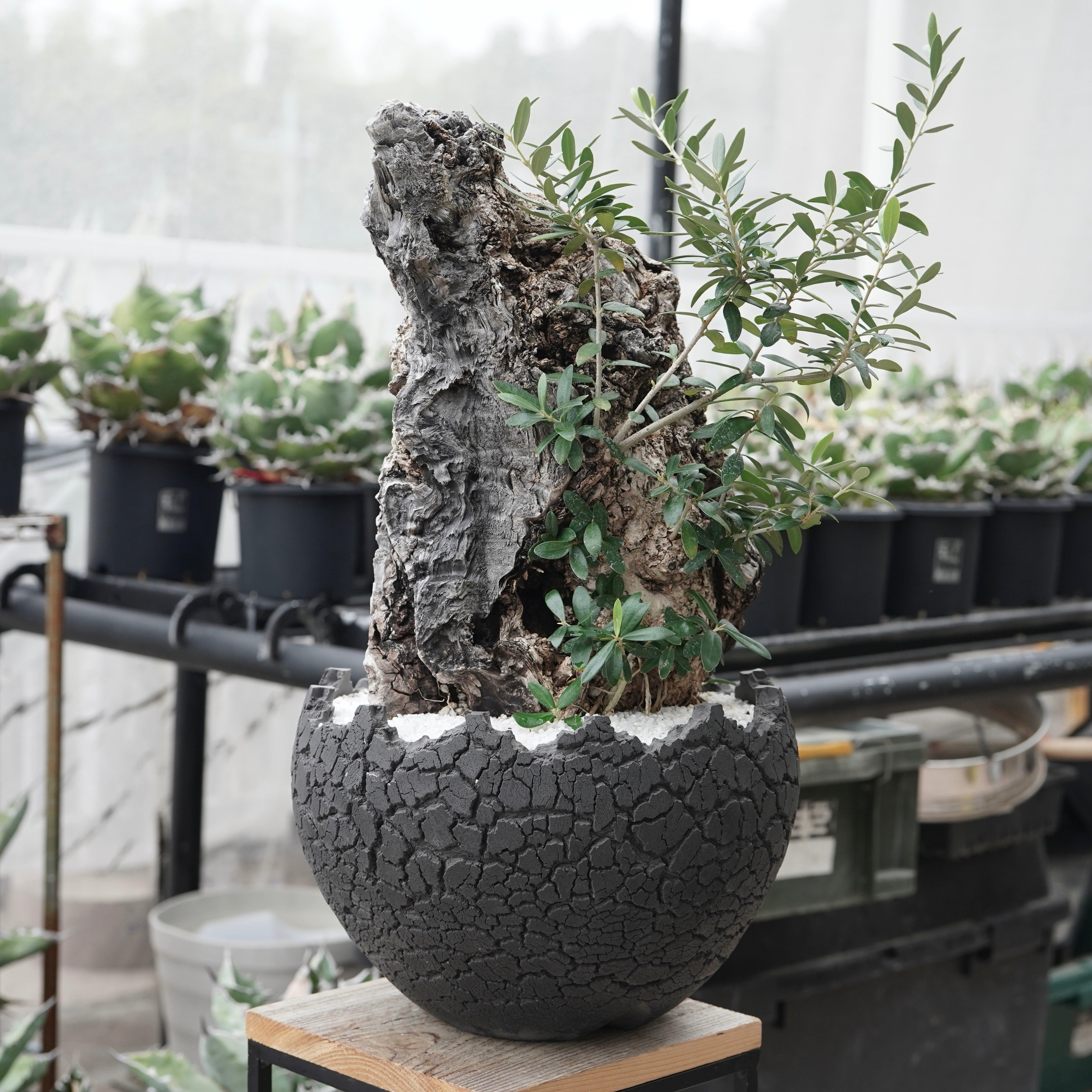 Old olive × fang 古木オリーブ – ELBAZ GREEN STORE