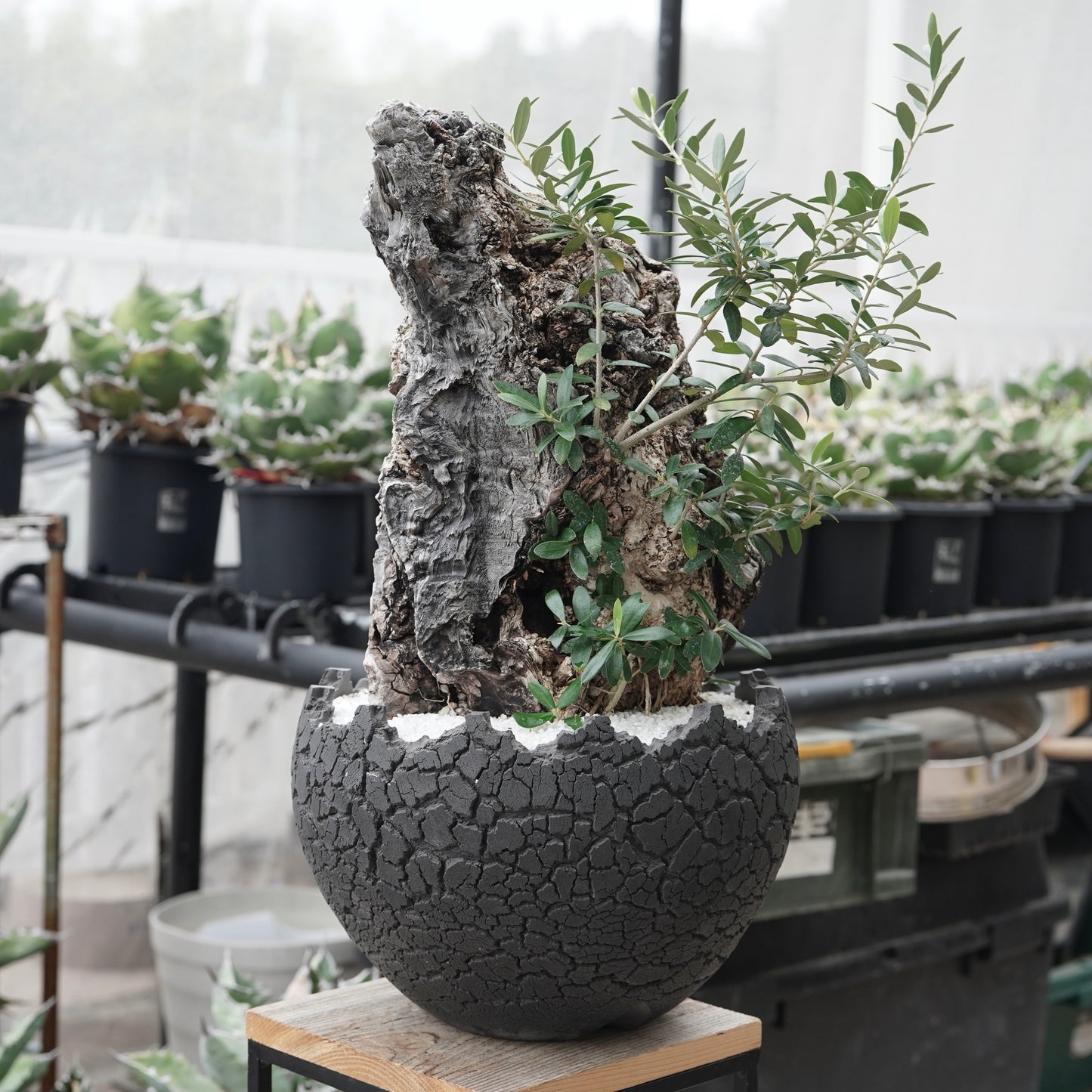 Old olive × fang 古木オリーブ