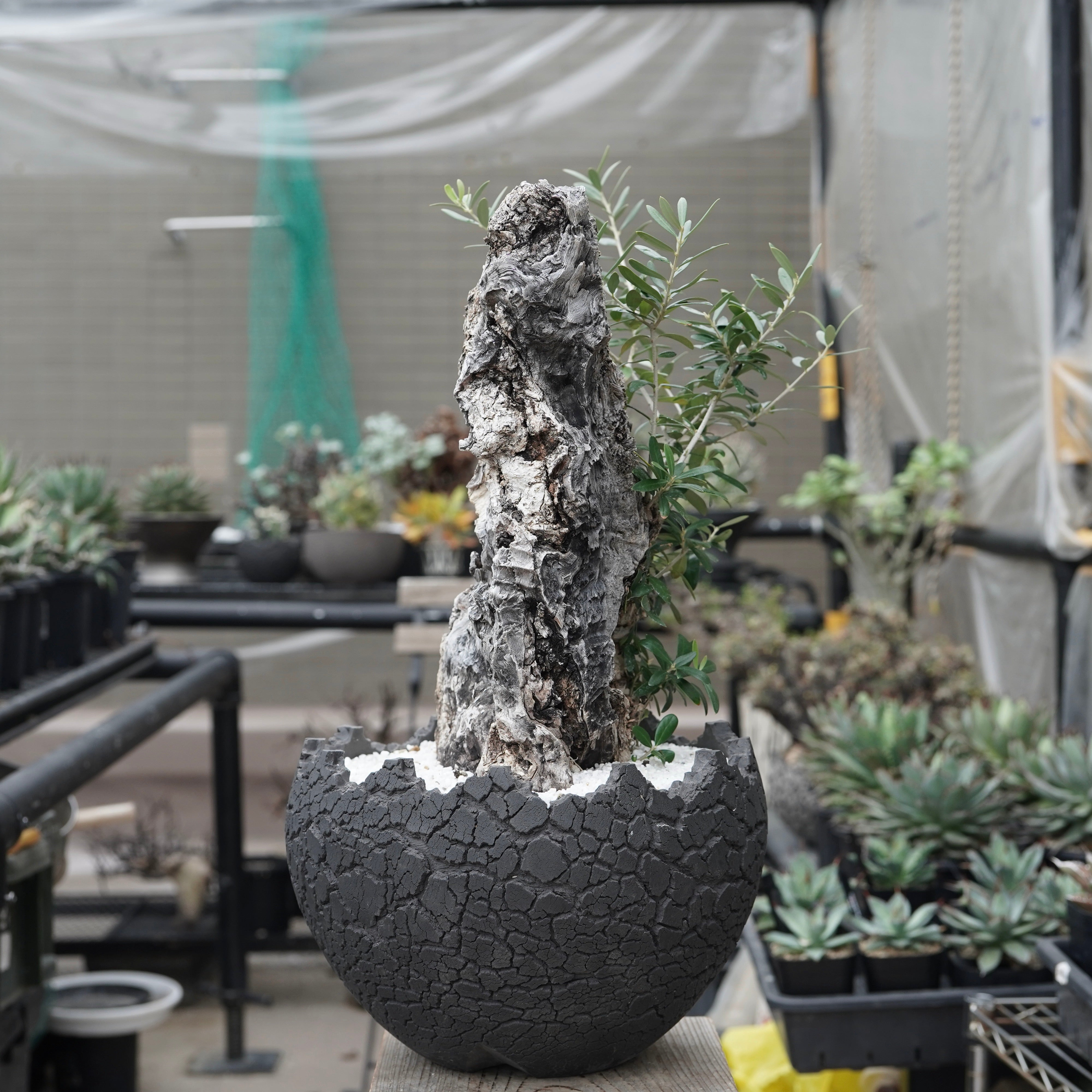 Old olive × fang 古木オリーブ – ELBAZ GREEN STORE