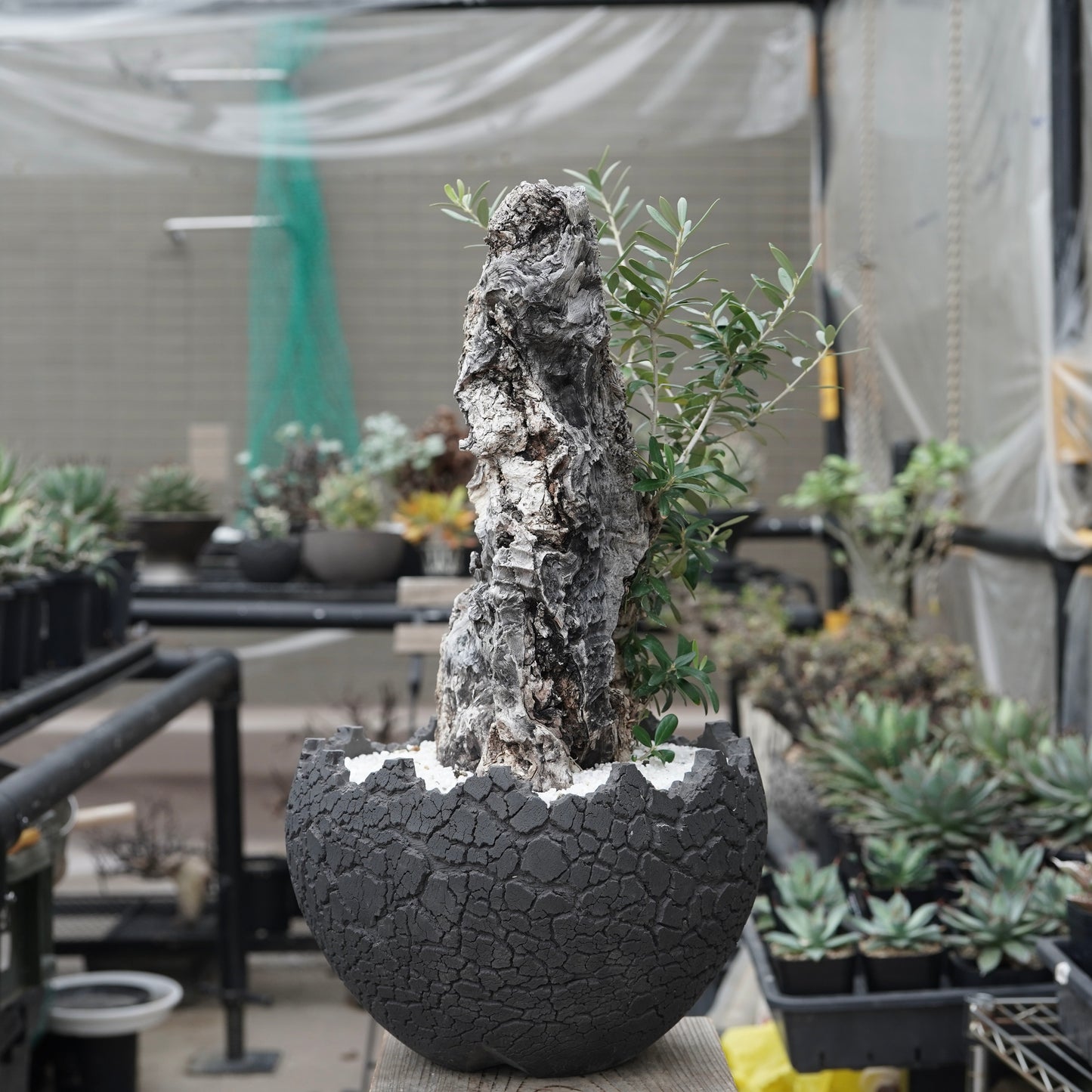 Old olive × fang 古木オリーブ