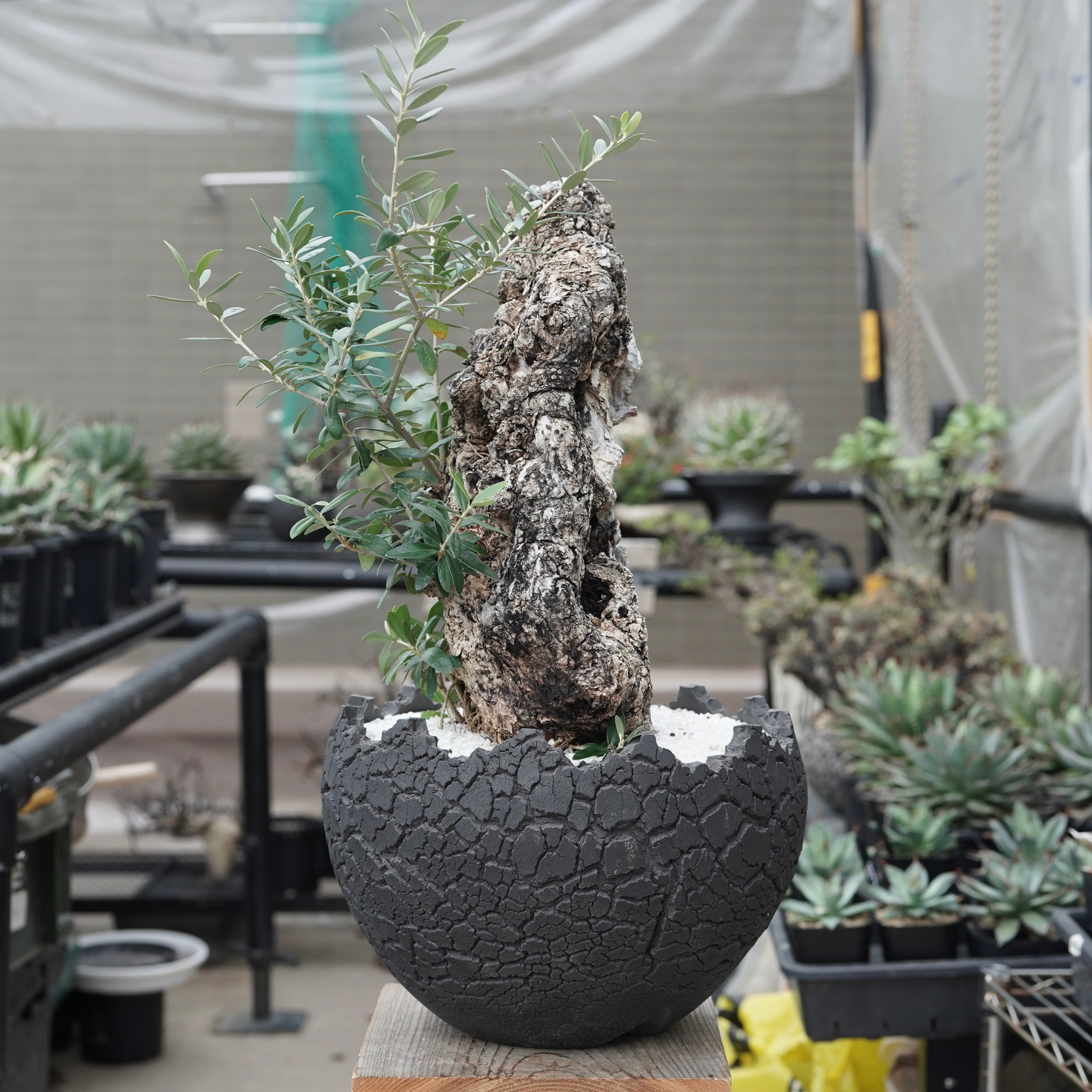 ★☺︎⭐︎☺︎★...& BUHI　オリーブの木　古木　螺旋　10号 Old olive × fang 古木オリーブ – ELBAZ GREEN STORE