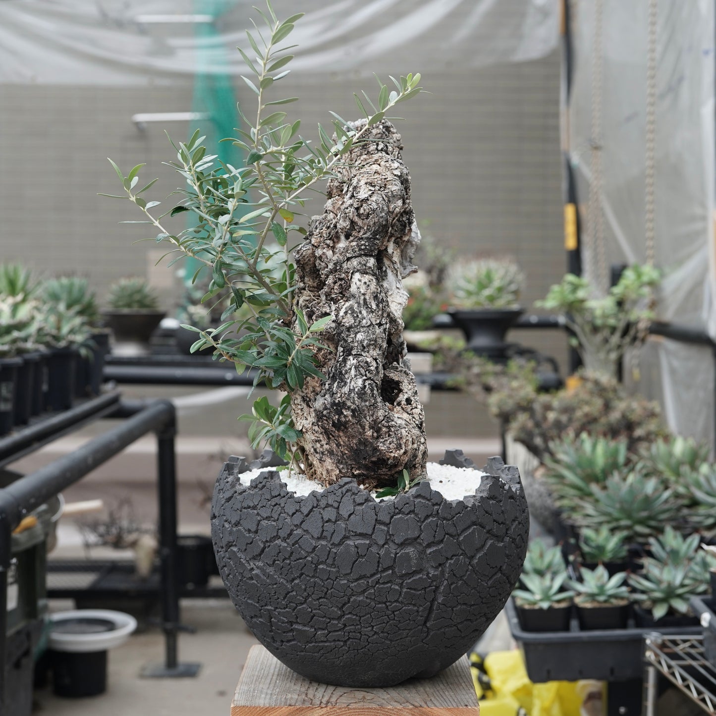 Old olive × fang 古木オリーブ