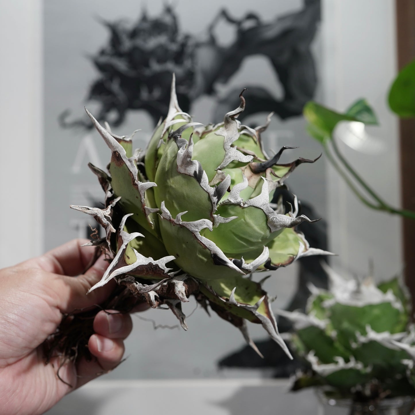 【From lize gardening】Agave titanota 'Dinosaur Tooth(恐竜牙歯)'Lサイズ
