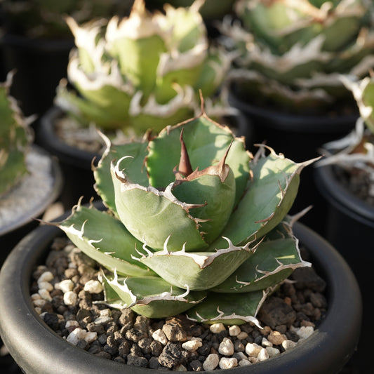 【From Stano】Agave titanota 'Juggernaut hybrid Seeding' No.1