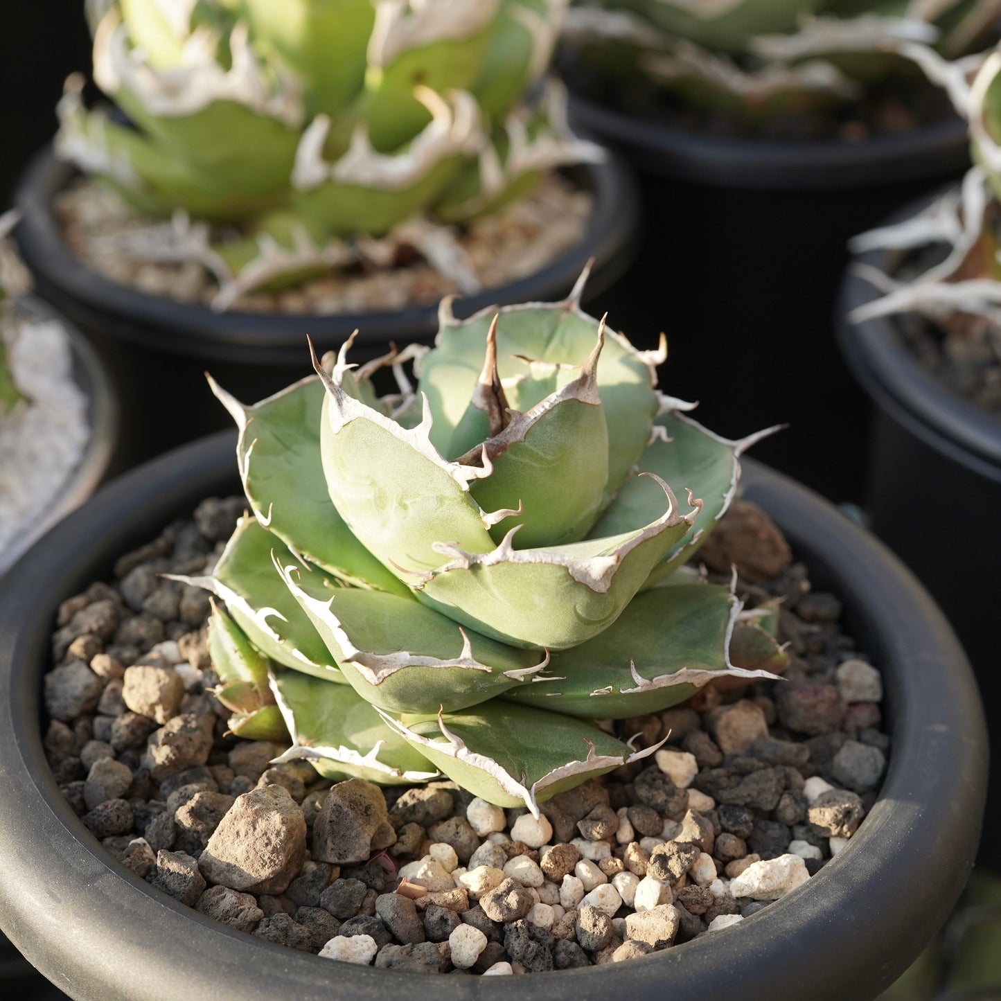 【From Stano】Agave titanota 'Juggernaut hybrid Seeding' No.2