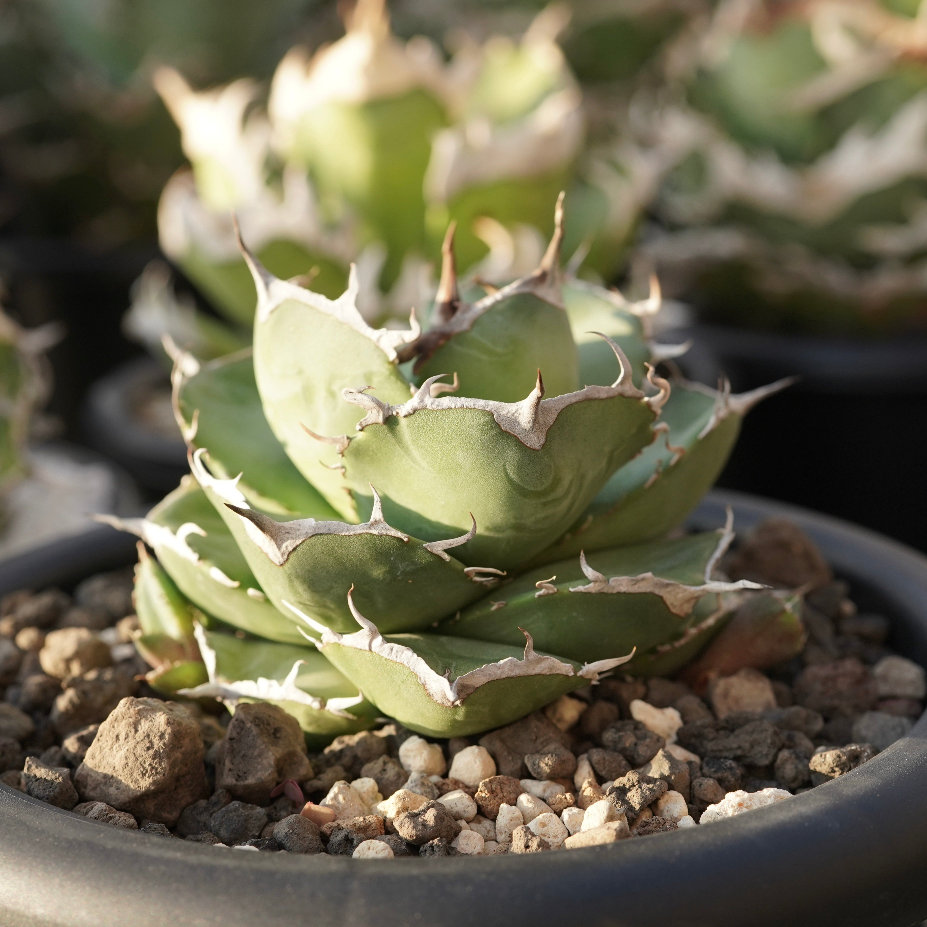 From Stano】Agave titanota 'Juggernaut hybrid Seeding' No.2 – ELBAZ GREEN  STORE