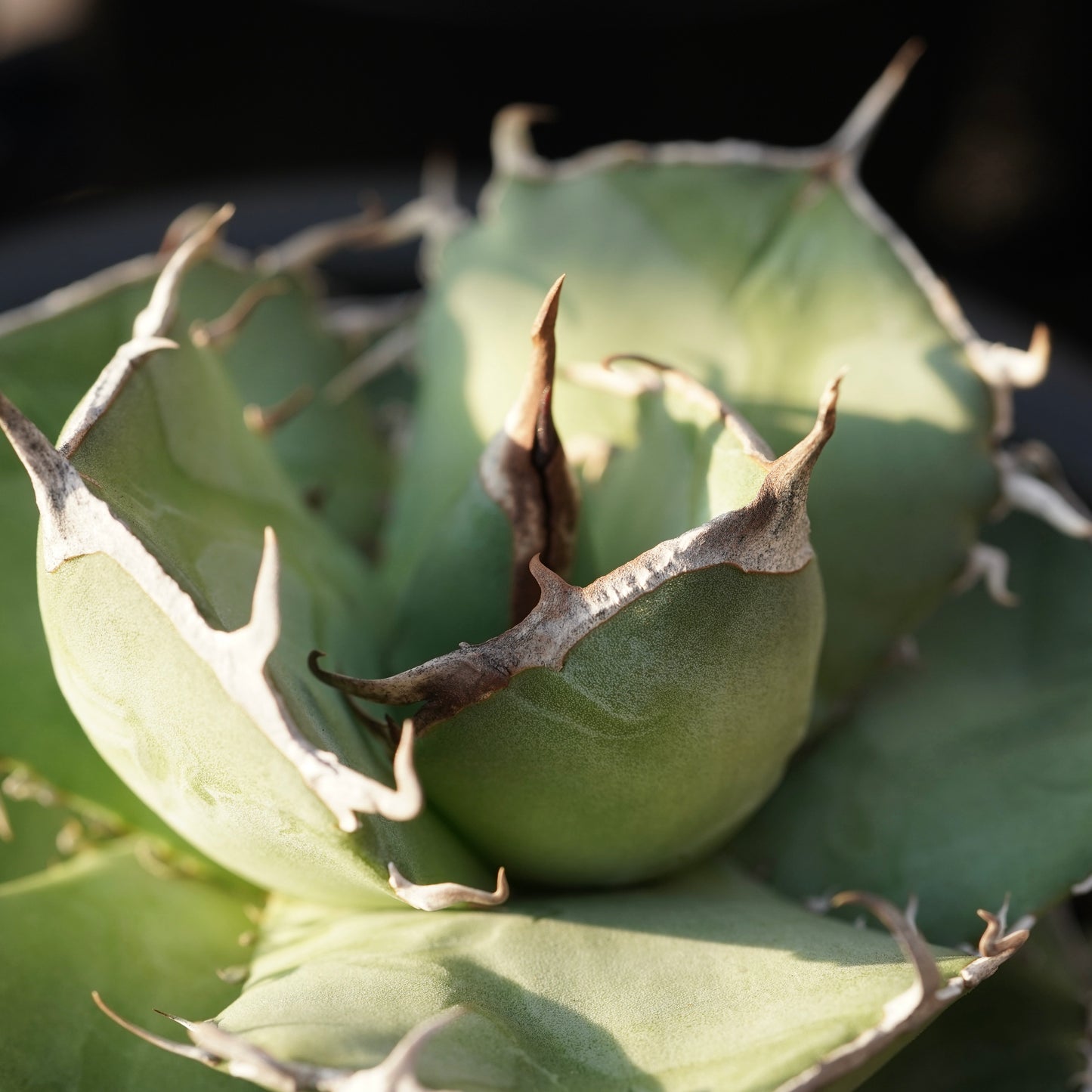 【From Stano】Agave titanota 'Juggernaut hybrid Seeding' No.2