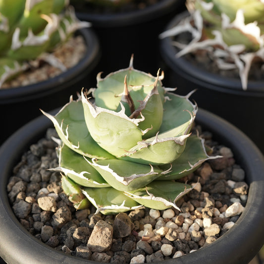 【From Stano】Agave titanota 'Juggernaut hybrid Seeding' No.2