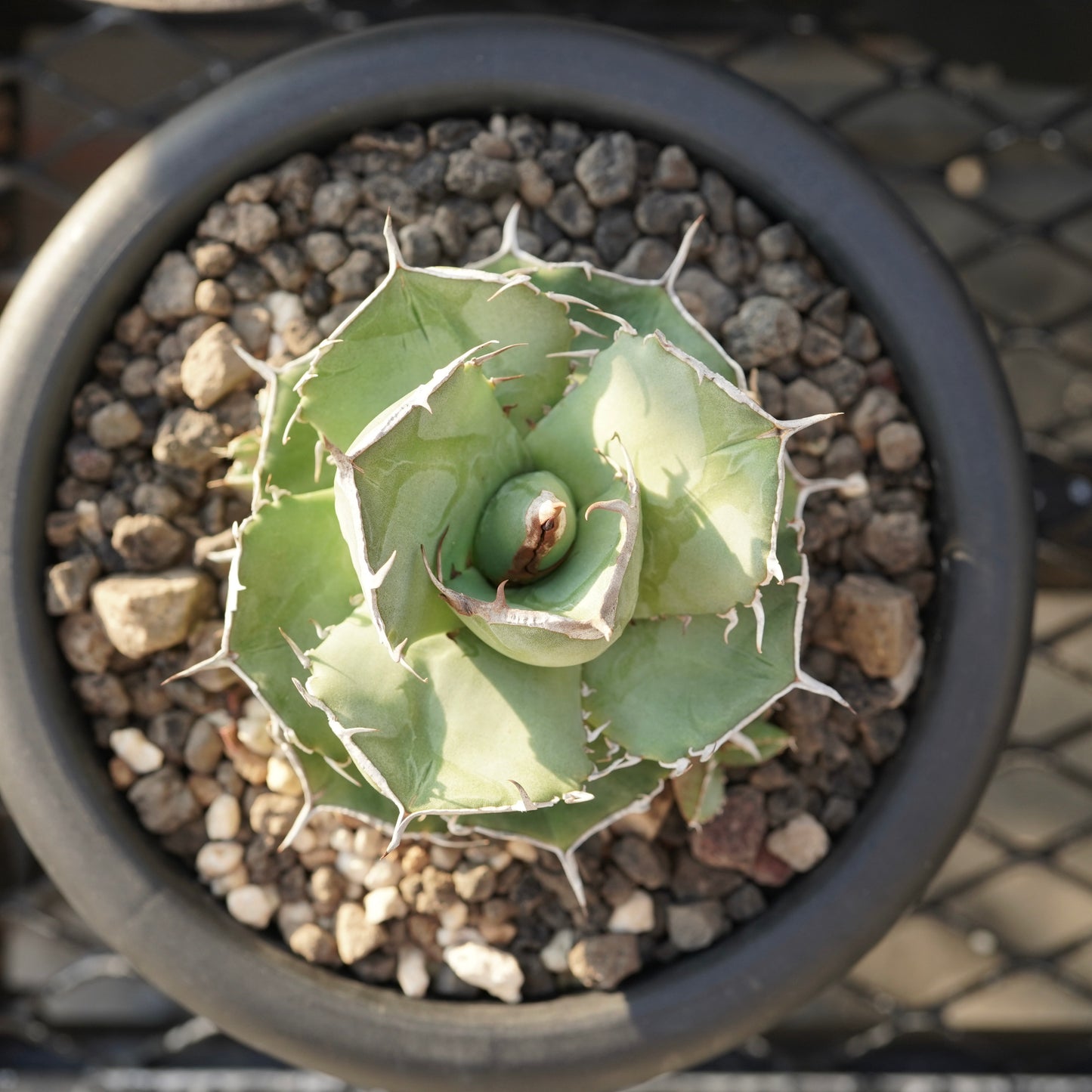 【From Stano】Agave titanota 'Juggernaut hybrid Seeding' No.2