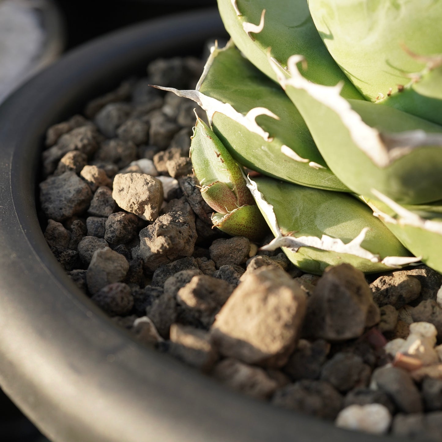 【From Stano】Agave titanota 'Juggernaut hybrid Seeding' No.2