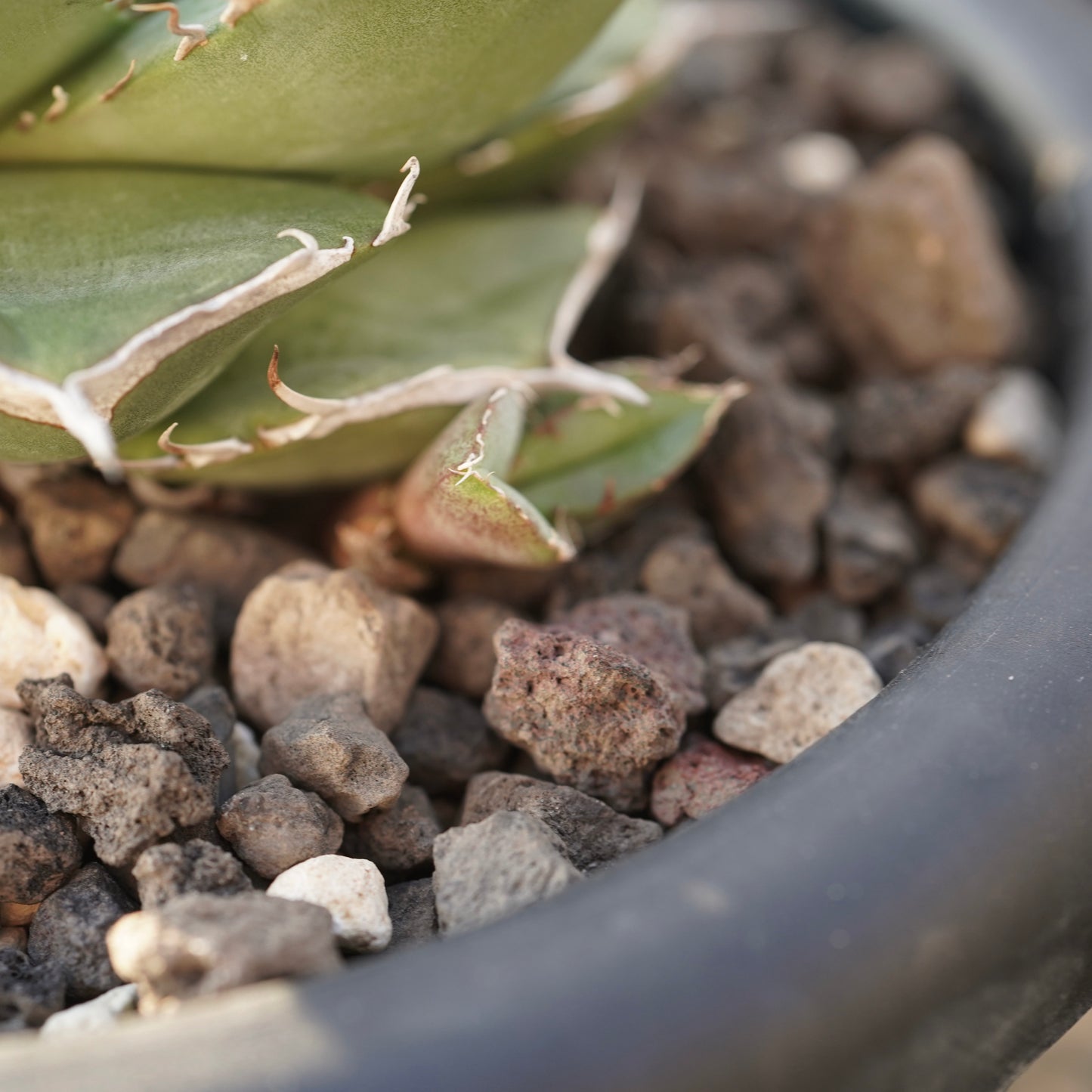 【From Stano】Agave titanota 'Juggernaut hybrid Seeding' No.2