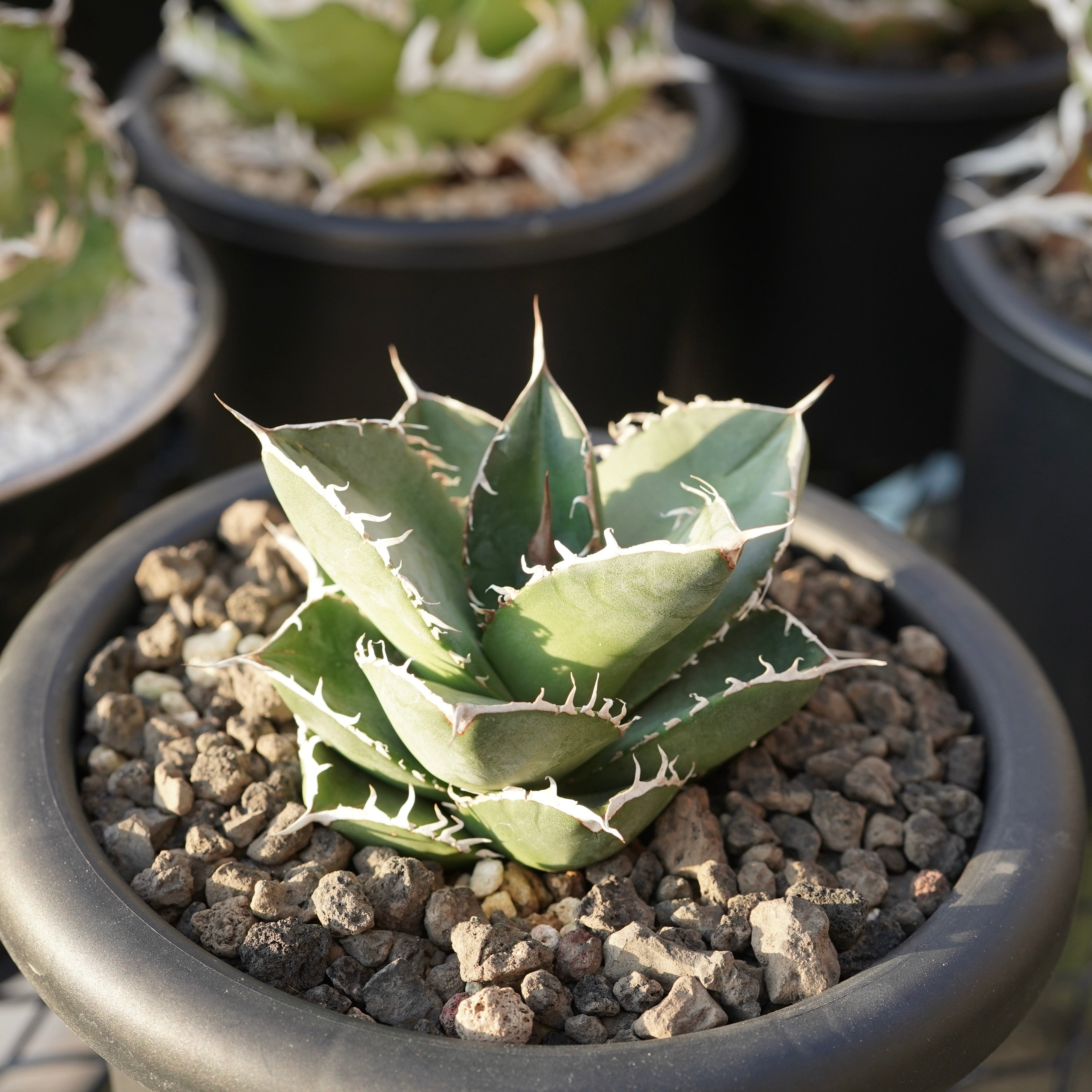 【From Stano】Agave titanota 'Juggernaut hybrid Seeding' No.3