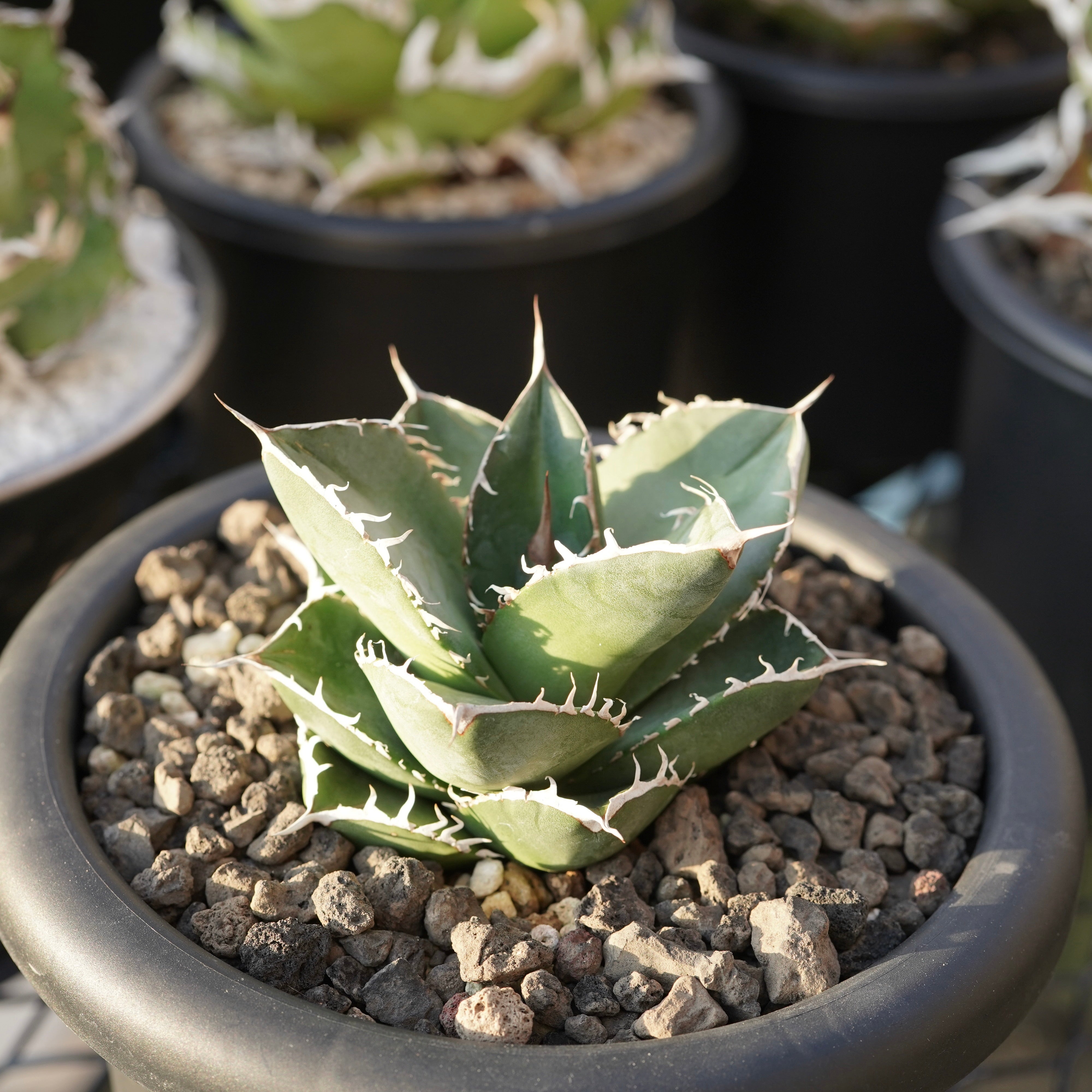 Agave titanota この上なし seedselectアガベ チタノタ大株 子株付き