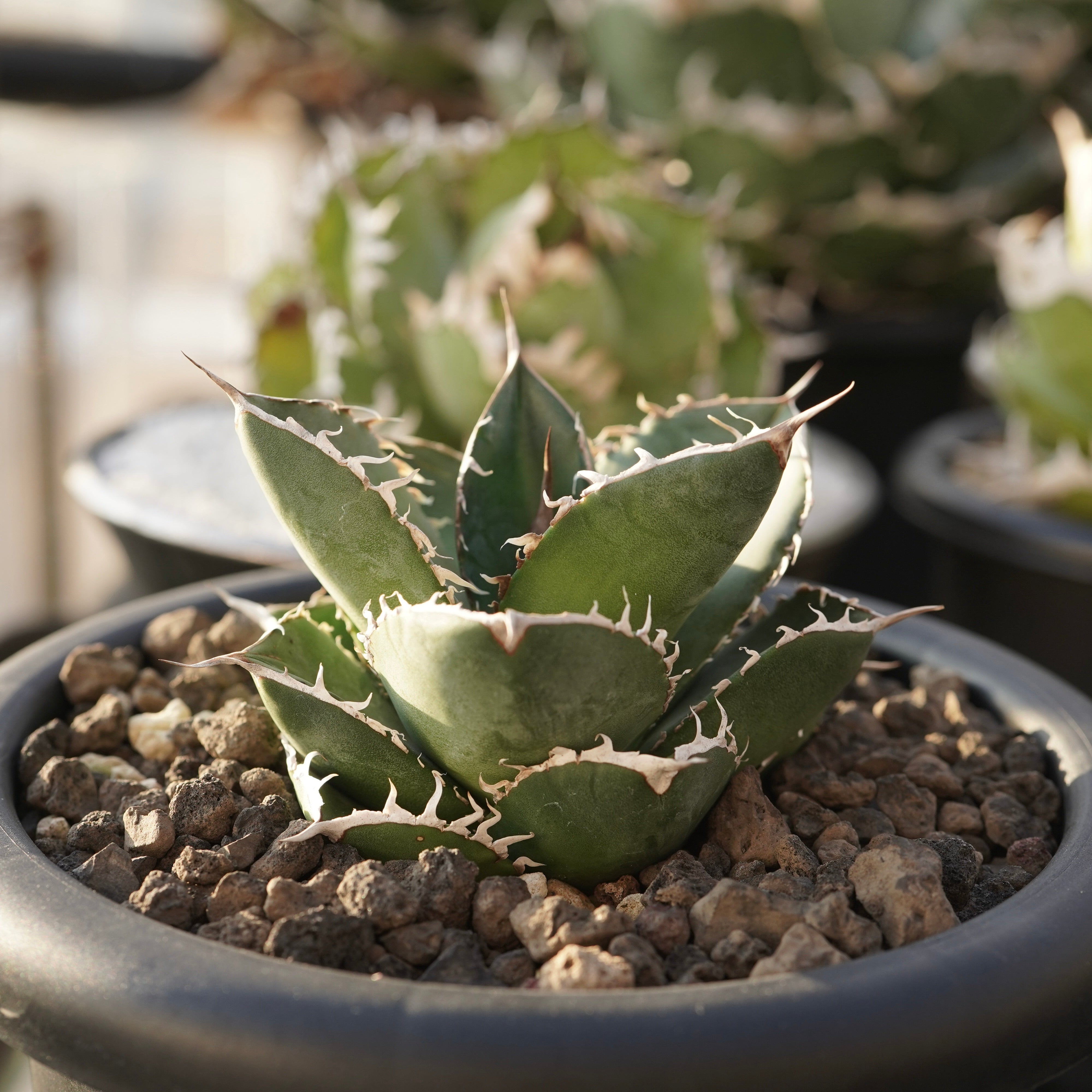 From Stano】Agave titanota 'Juggernaut hybrid Seeding' No.3 – ELBAZ GREEN  STORE