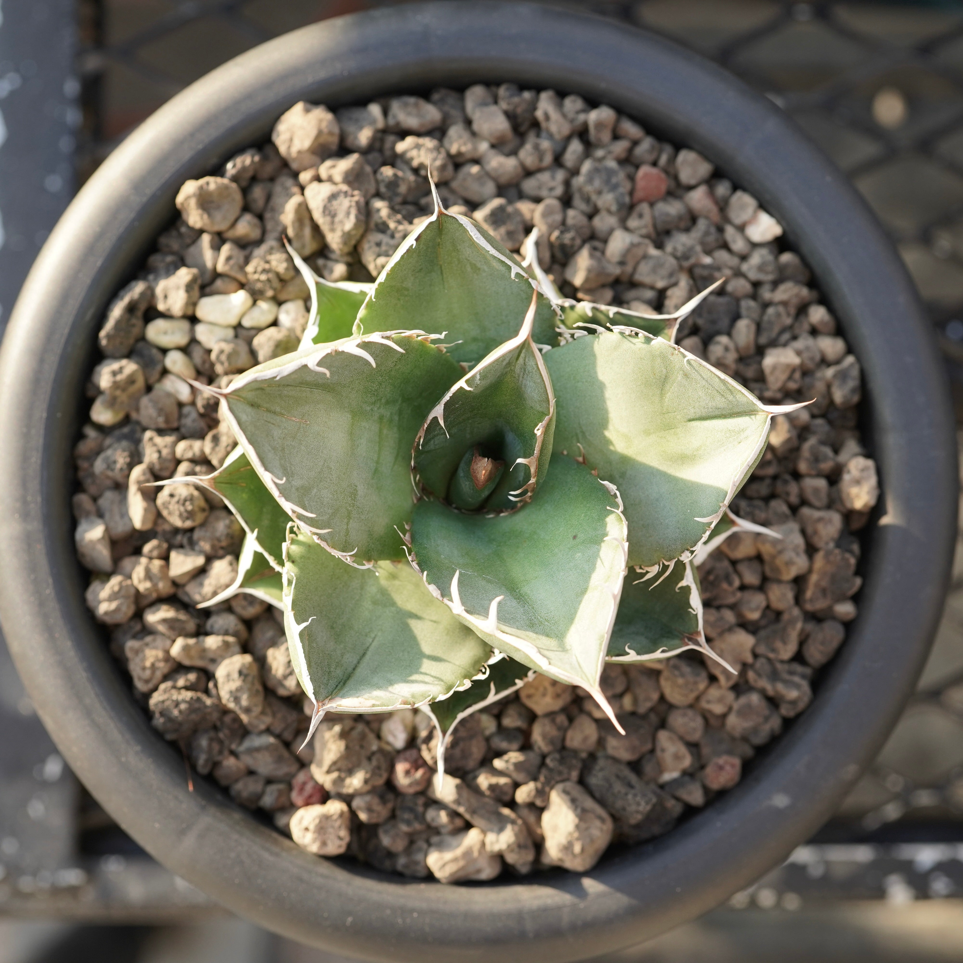 From Stano】Agave titanota 'Juggernaut hybrid Seeding' No.3 – ELBAZ GREEN  STORE