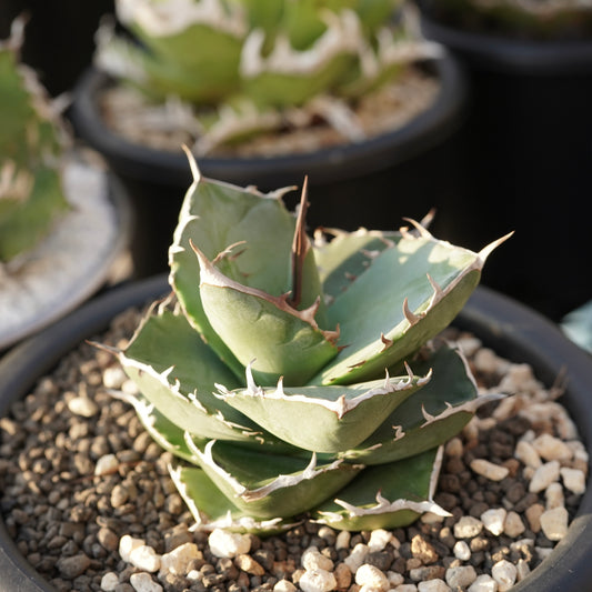 【From Stano】Agave titanota 'Juggernaut hybrid Seeding' No.4