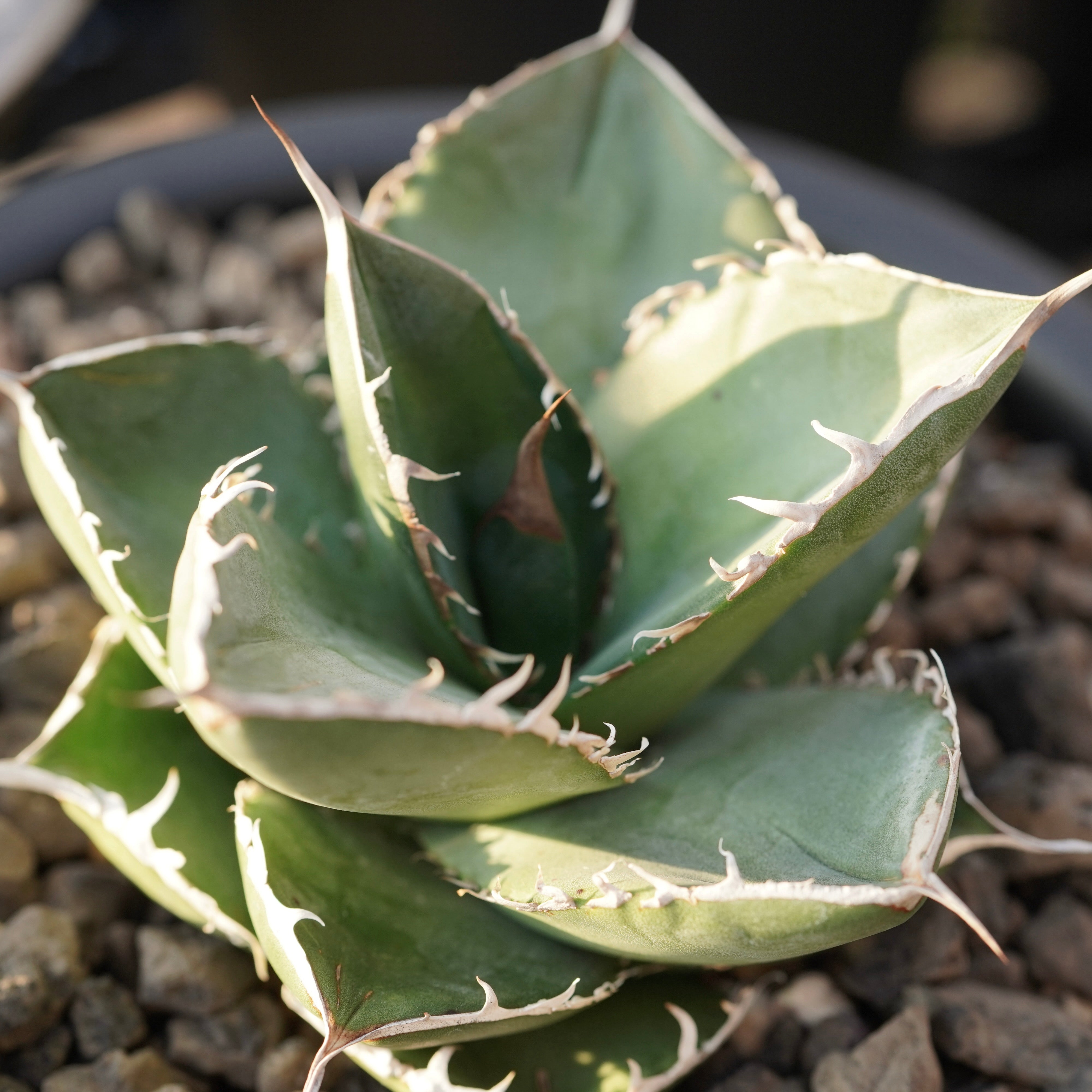 From Stano】Agave titanota 'Juggernaut hybrid Seeding' No.3 – ELBAZ GREEN  STORE