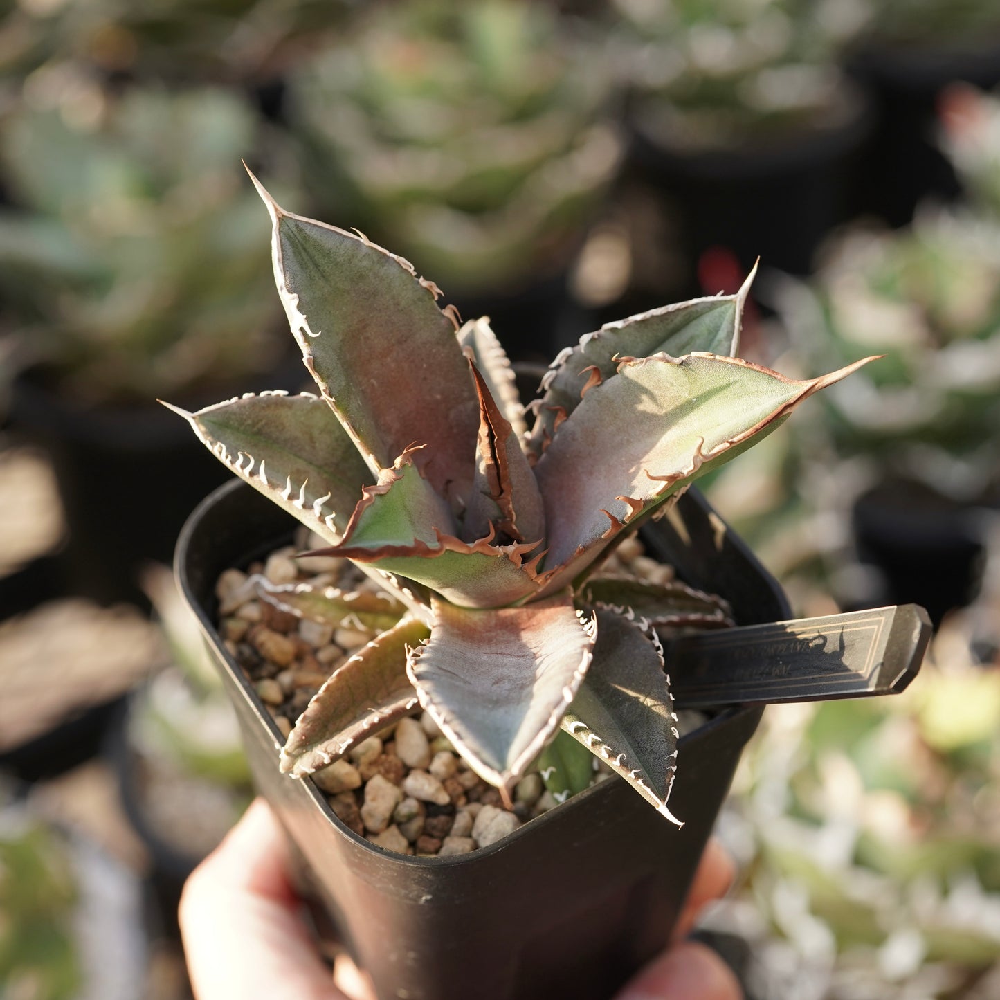 【From lize gardening】Agave titanota ‘Shark Sword(鯊魚劍)’ Baby No.1