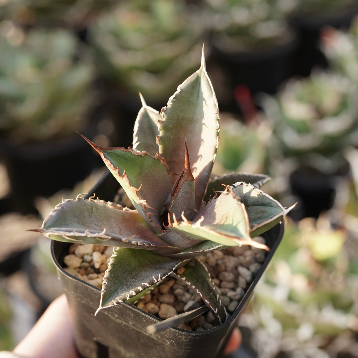 【From lize gardening】Agave titanota ‘Shark Sword(鯊魚劍)’ Baby No.1