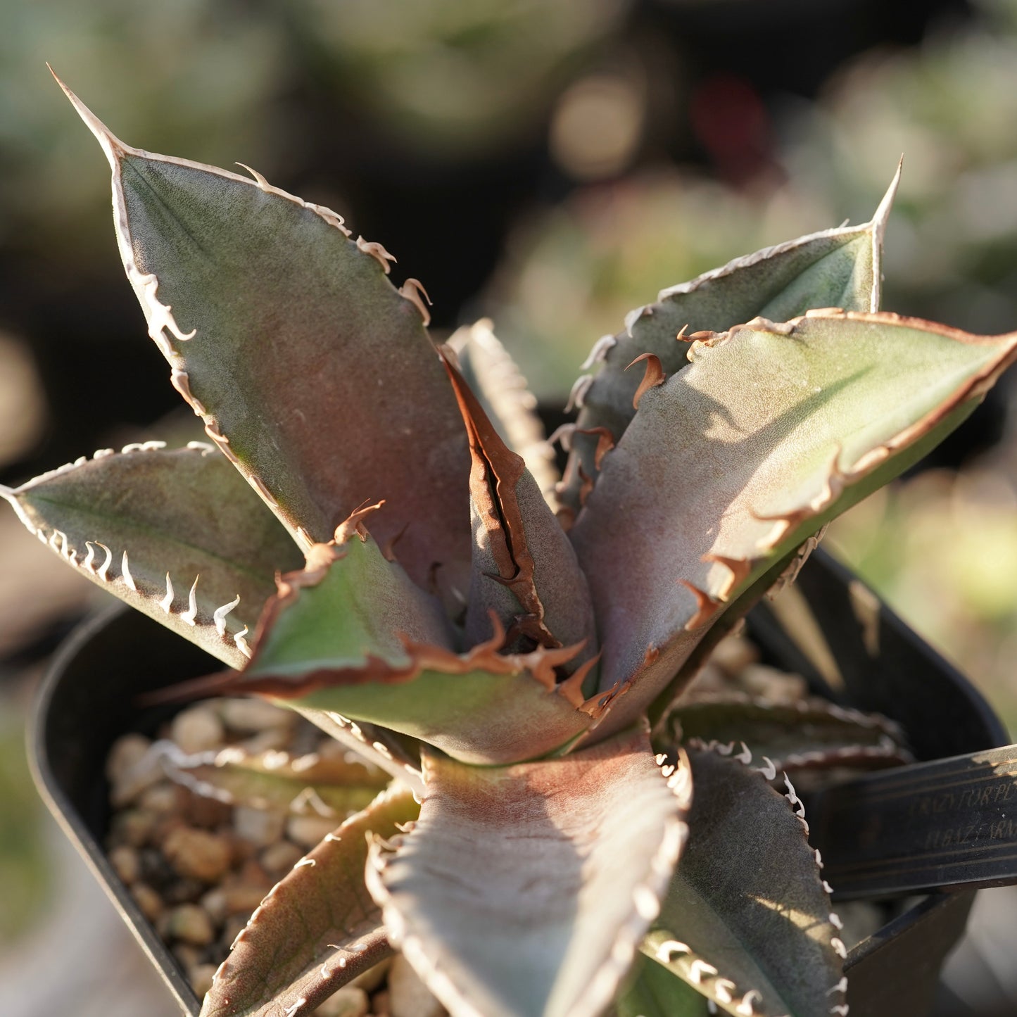 【From lize gardening】Agave titanota ‘Shark Sword(鯊魚劍)’ Baby No.1