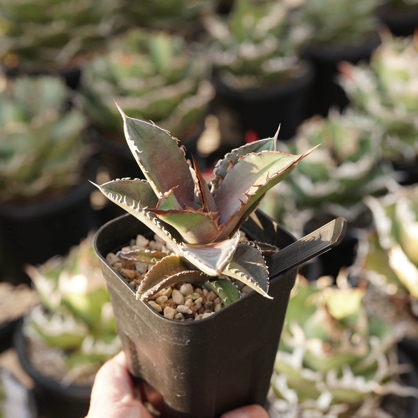 【From lize gardening】Agave titanota ‘Shark Sword(鯊魚劍)’ Baby No.1