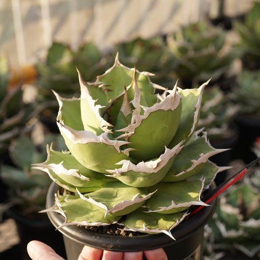 【From lize gardening】Agave titanota ‘Shark Sword(鯊魚劍)’ Baby No.1