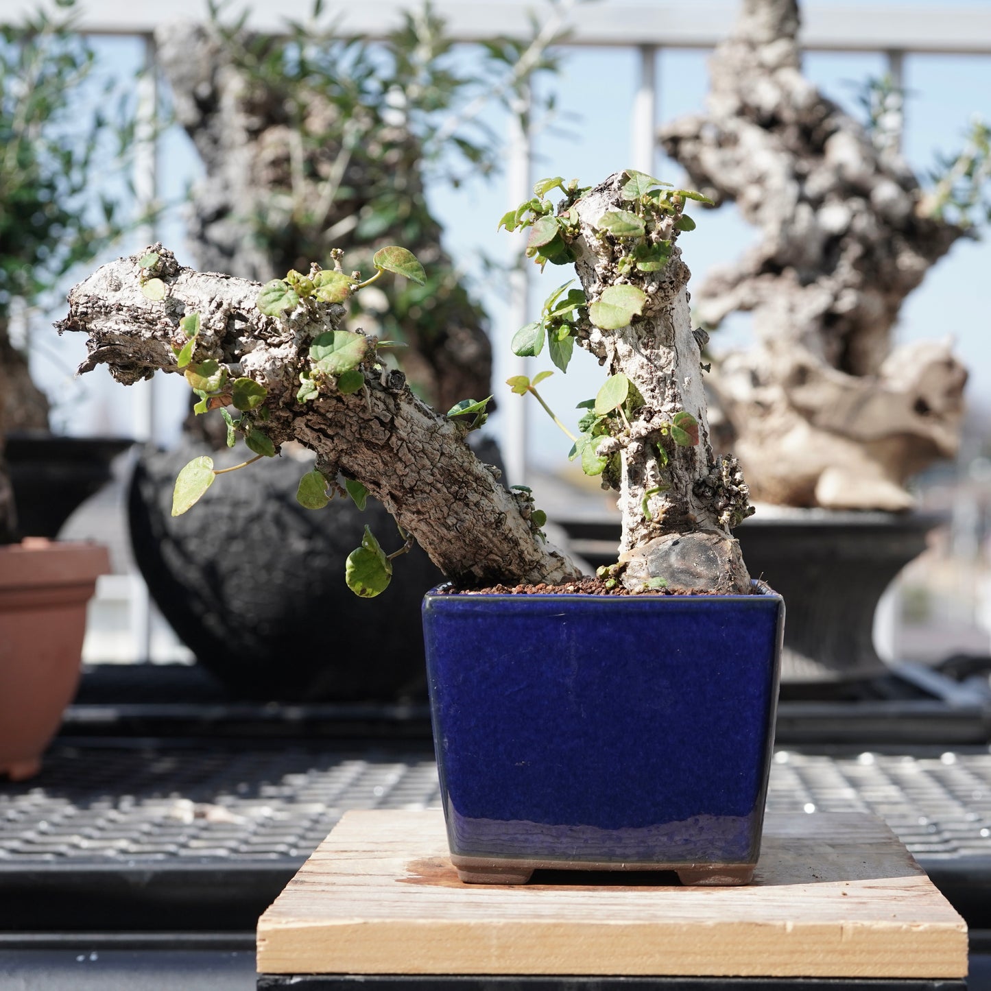 Hibiscus tiliaceus（オオハマボウ）No.2