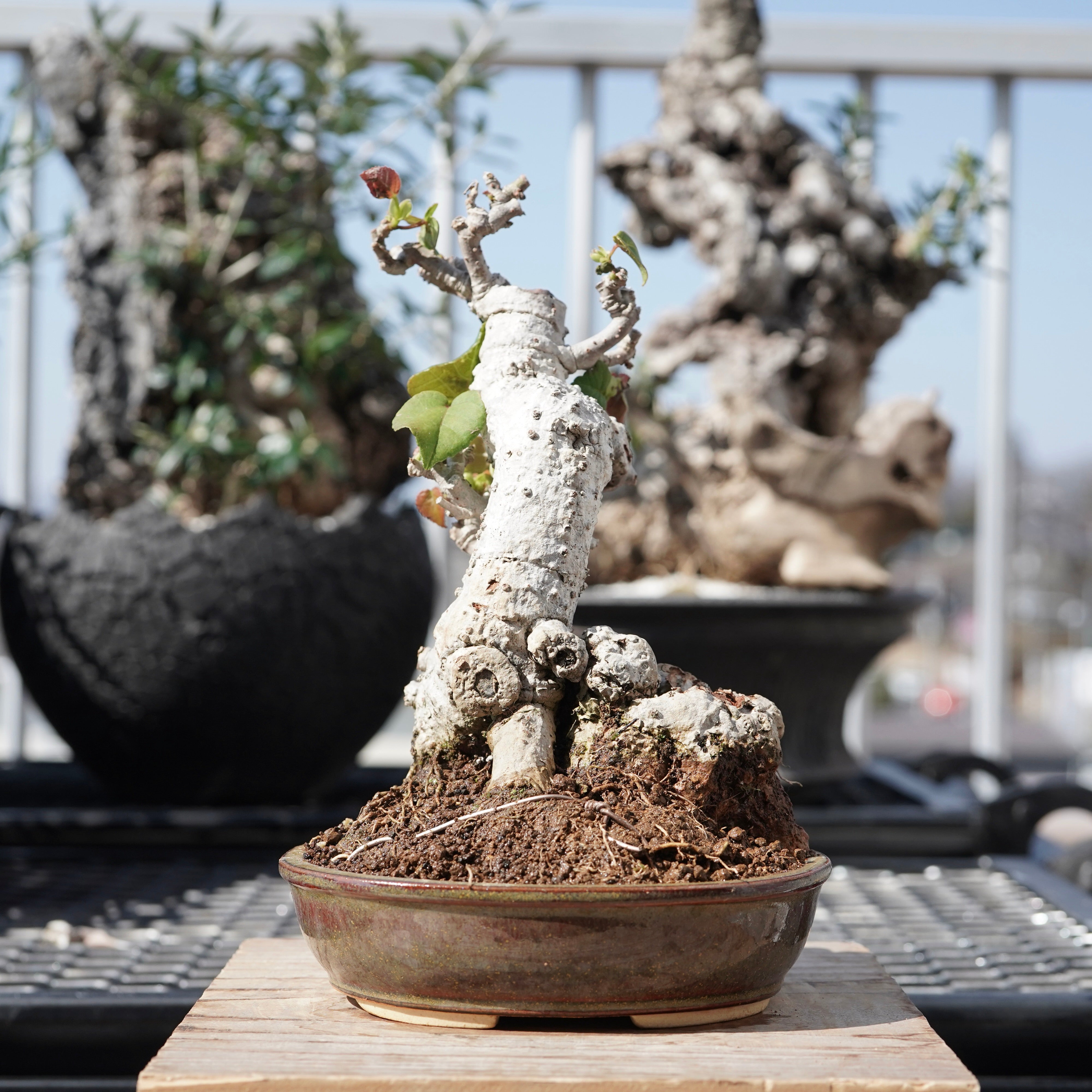 Hibiscus tiliaceus（オオハマボウ）No.4 – ELBAZ GREEN STORE