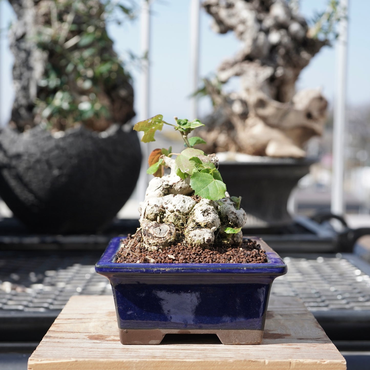Hibiscus tiliaceus（オオハマボウ）No.6
