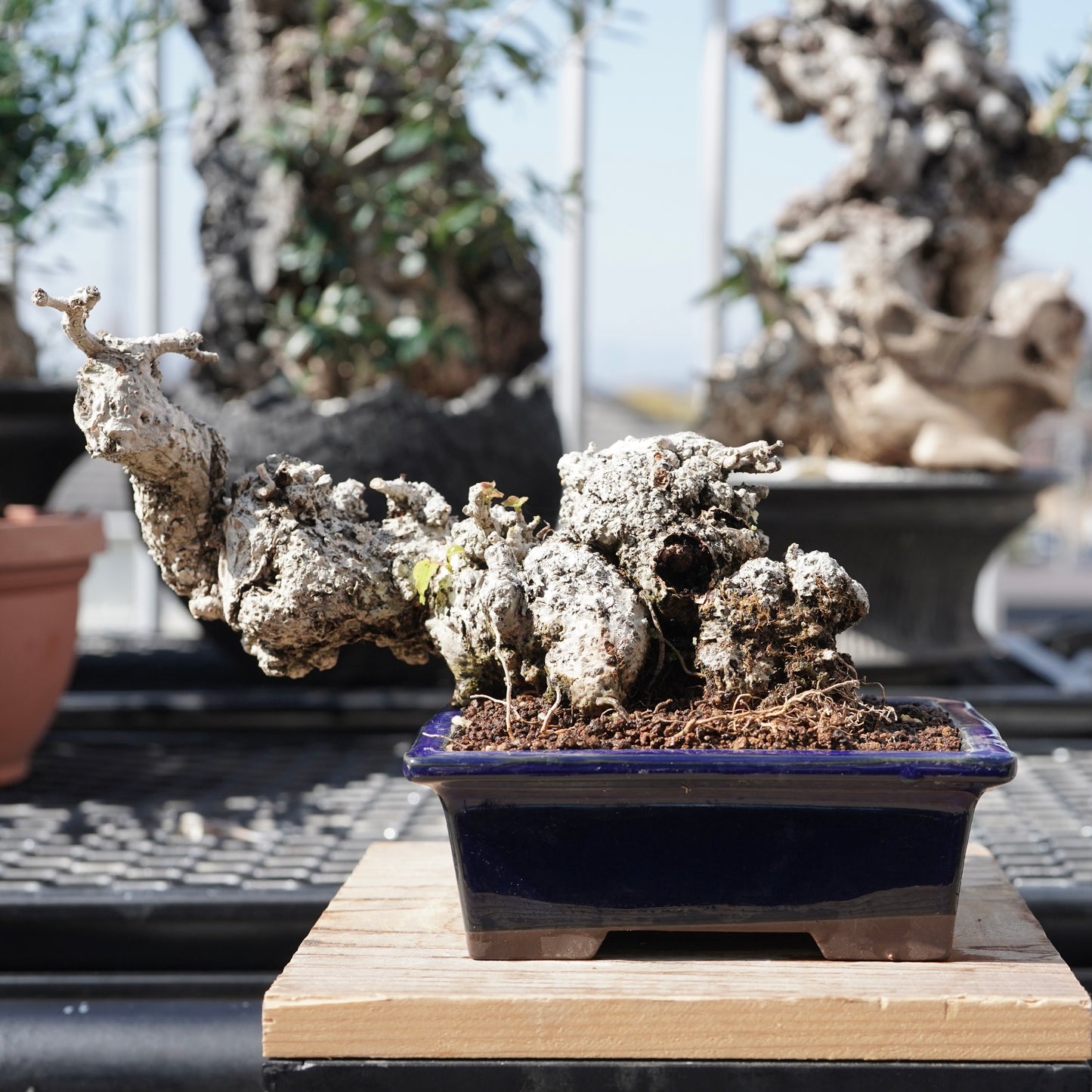 Hibiscus tiliaceus（オオハマボウ）No.9