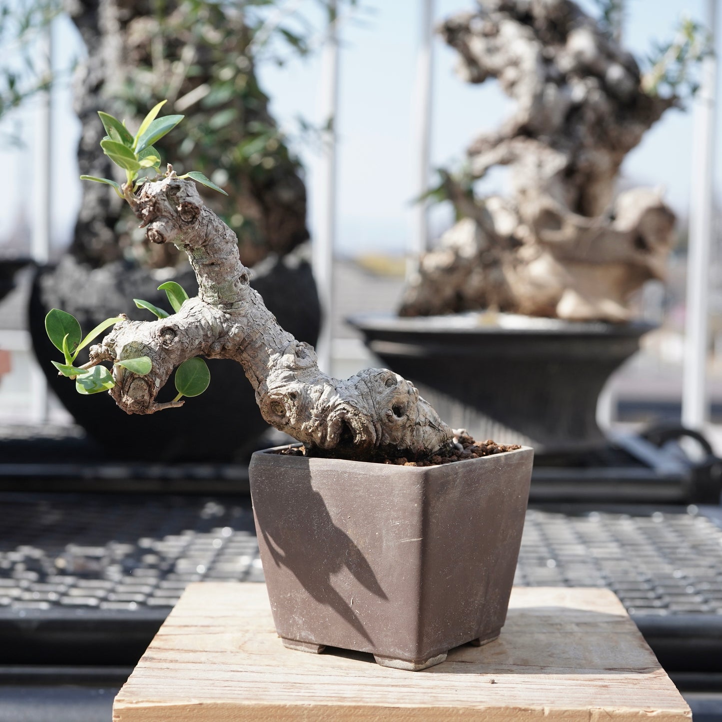 Ficus microcarpa（ガジュマル）No.1