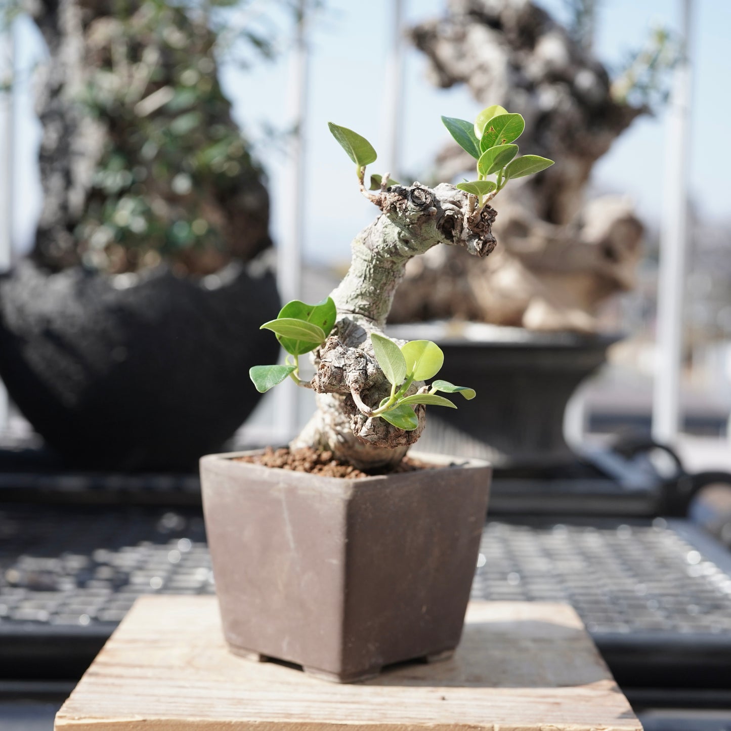 Ficus microcarpa（ガジュマル）No.1