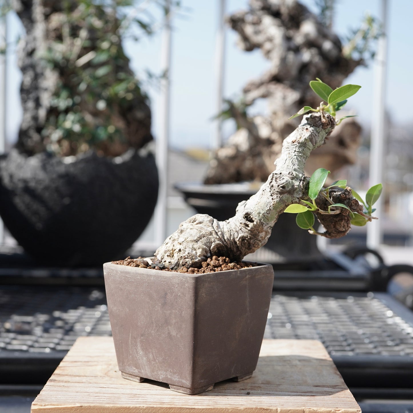 Ficus microcarpa（ガジュマル）No.1