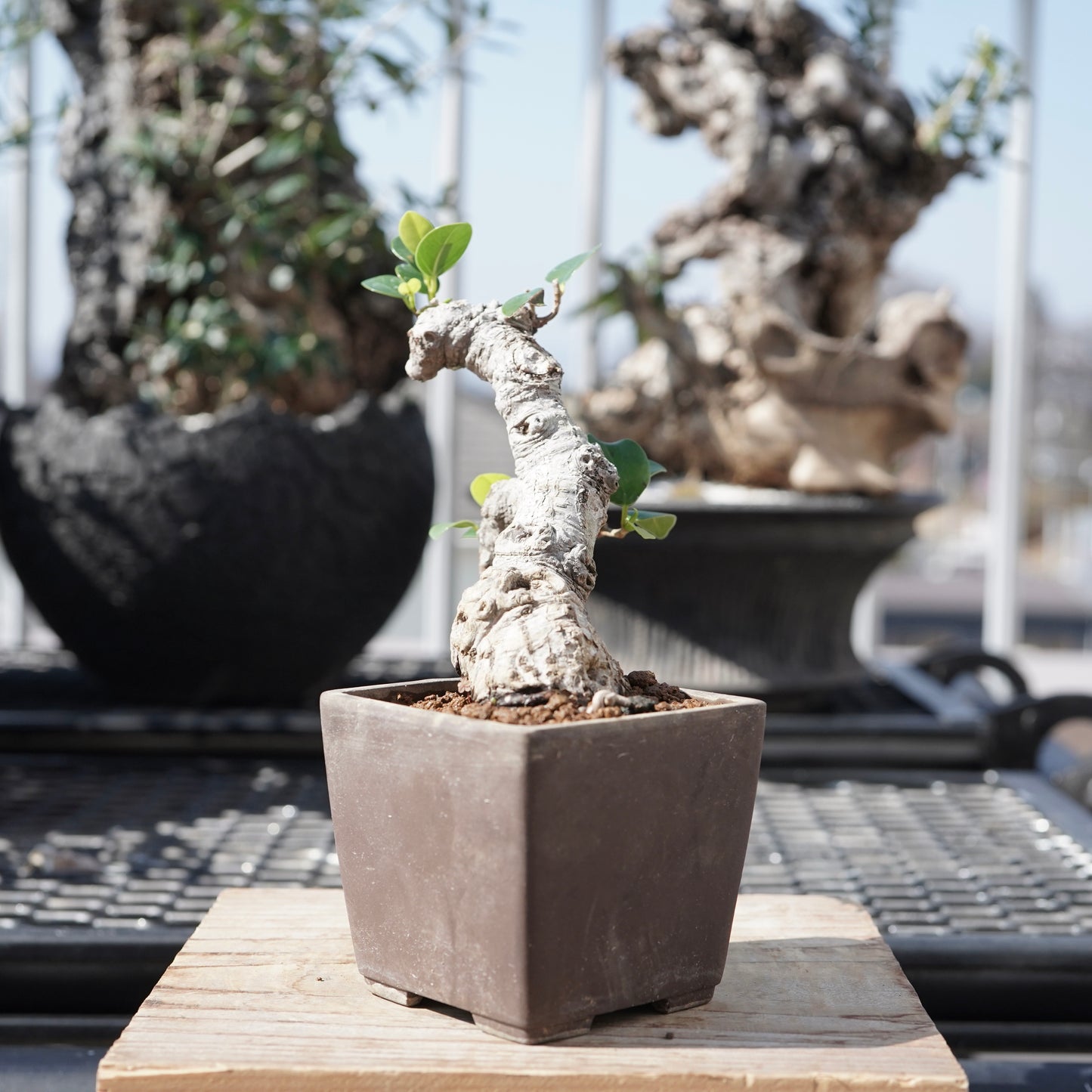 Ficus microcarpa（ガジュマル）No.1