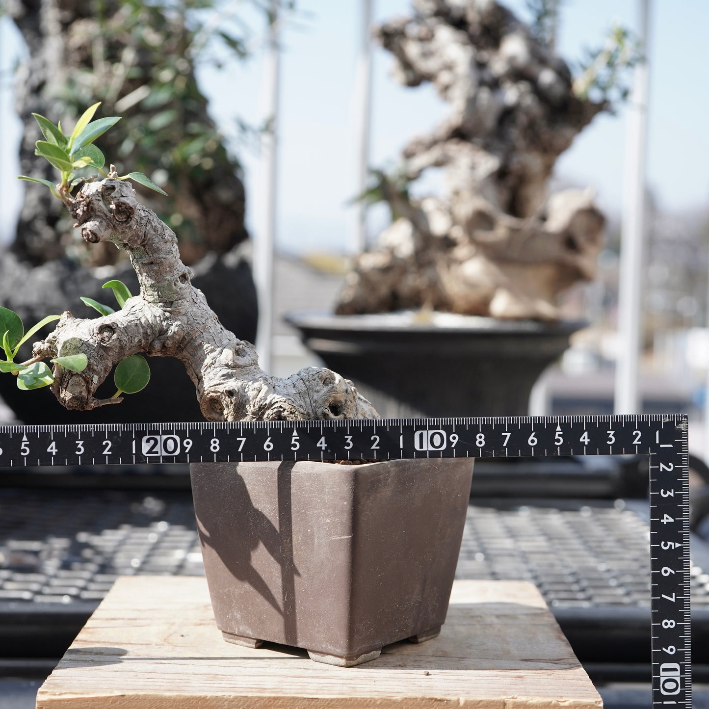Ficus microcarpa（ガジュマル）No.1