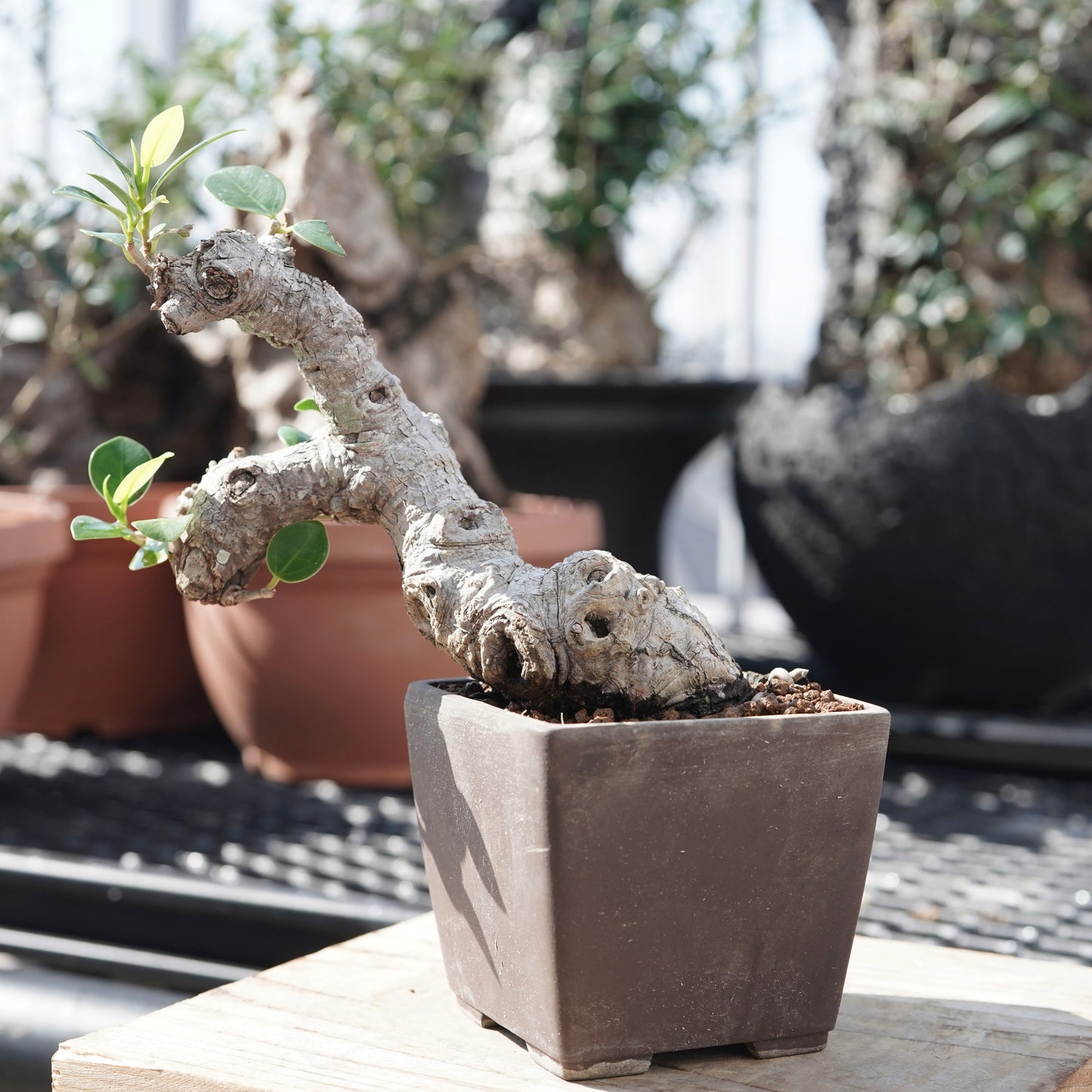 Ficus microcarpa（ガジュマル）No.1