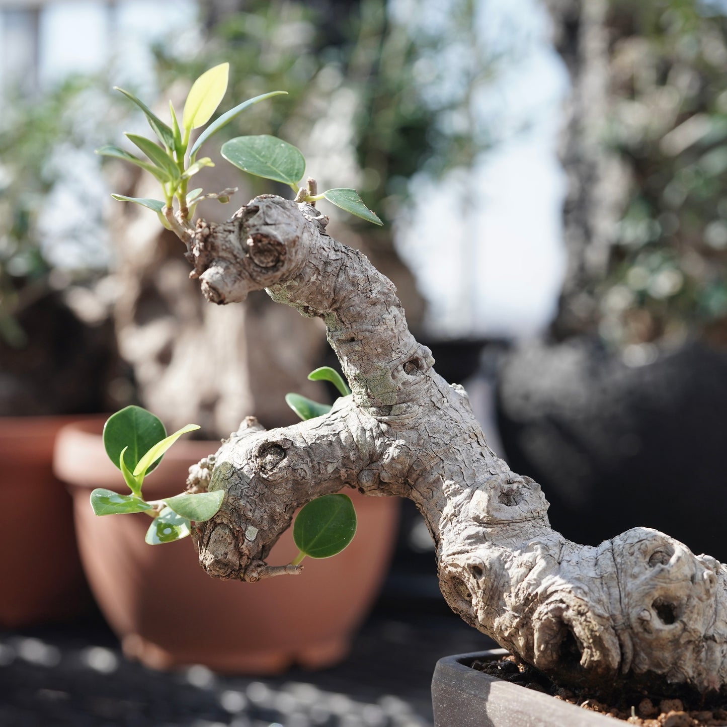 Ficus microcarpa（ガジュマル）No.1