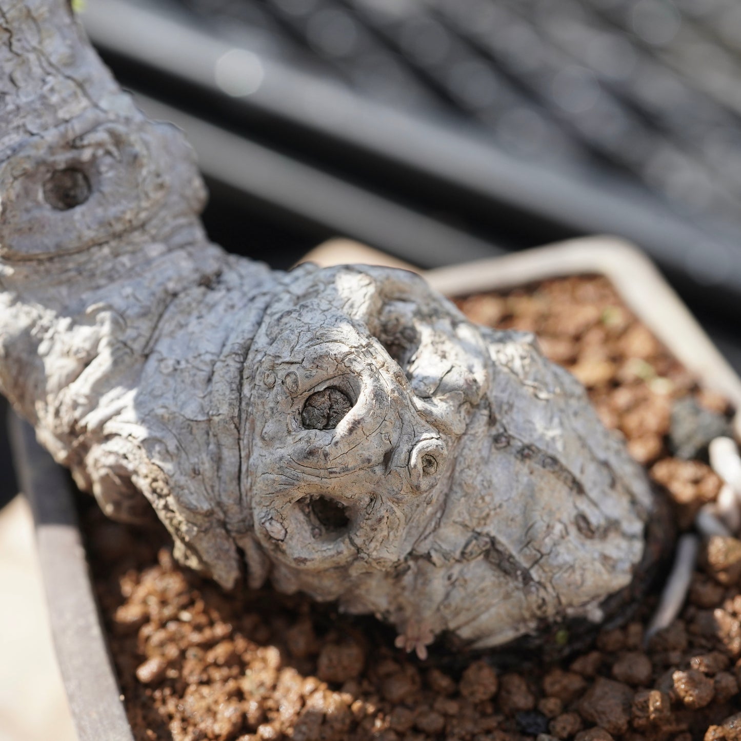 Ficus microcarpa（ガジュマル）No.1