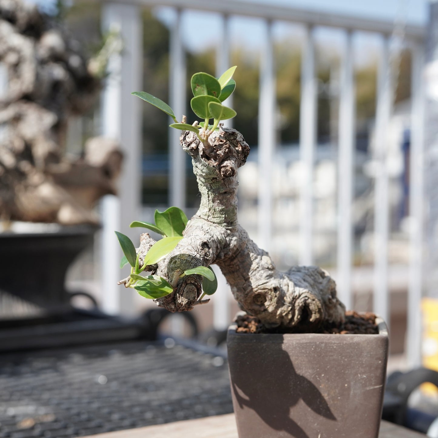 Ficus microcarpa（ガジュマル）No.1