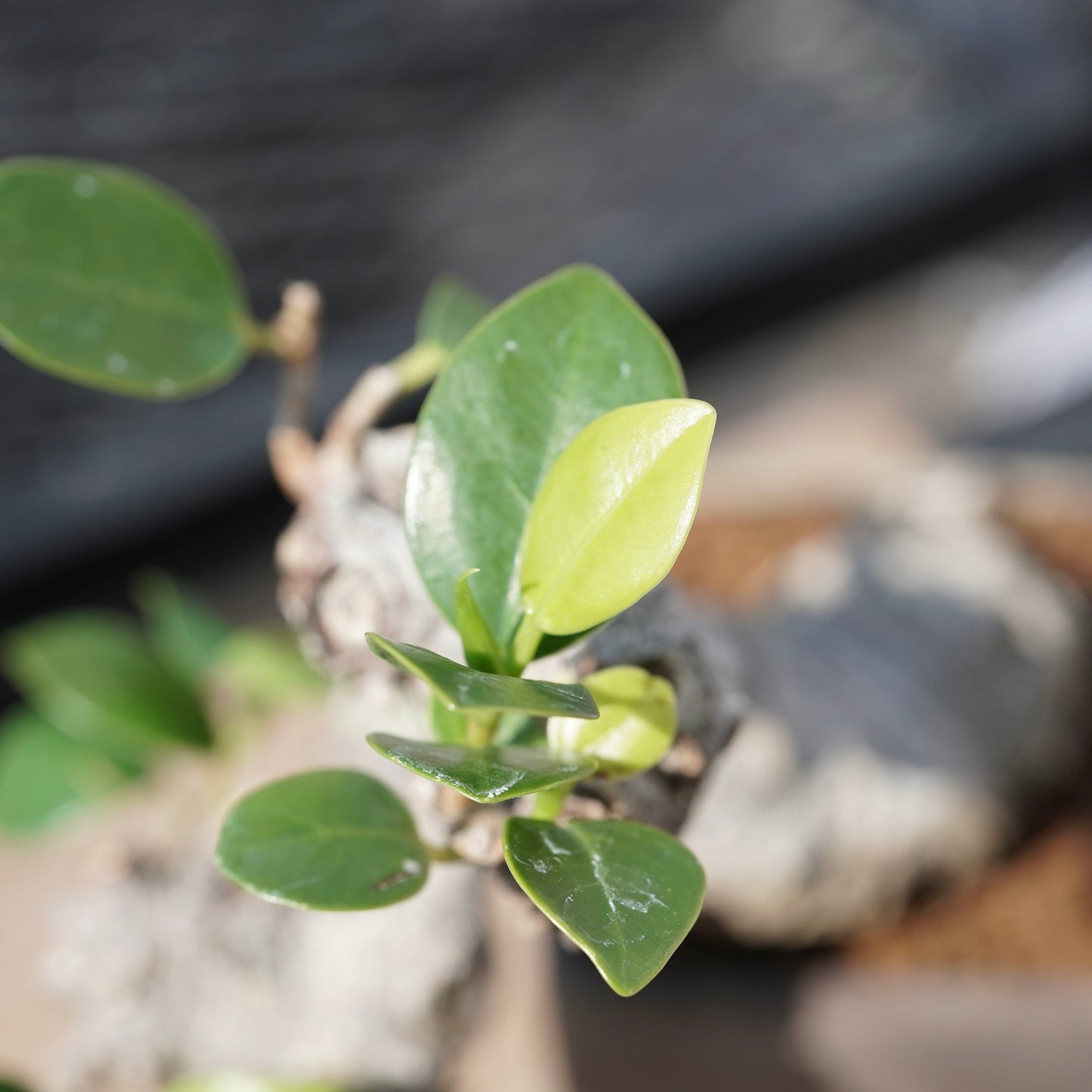Ficus microcarpa（ガジュマル）No.1