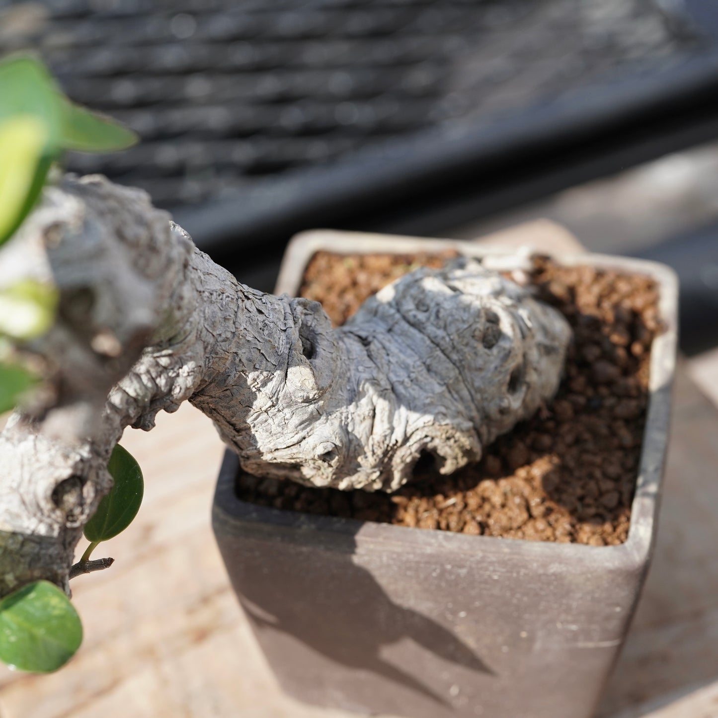 Ficus microcarpa（ガジュマル）No.1